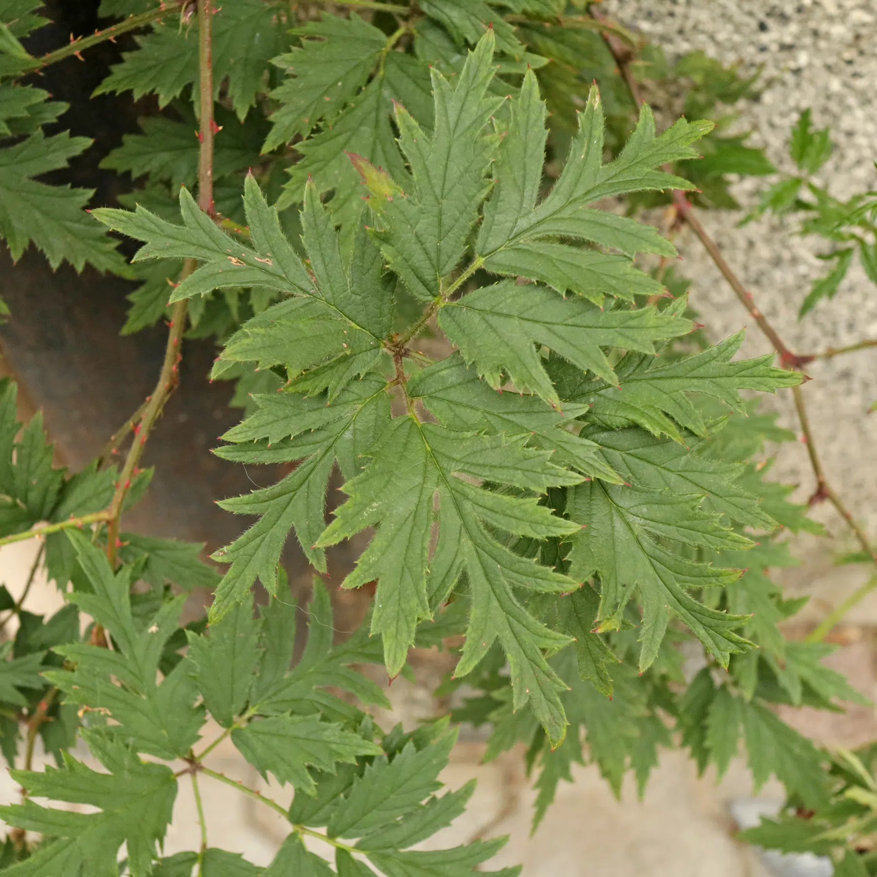 Rubus laciniatus