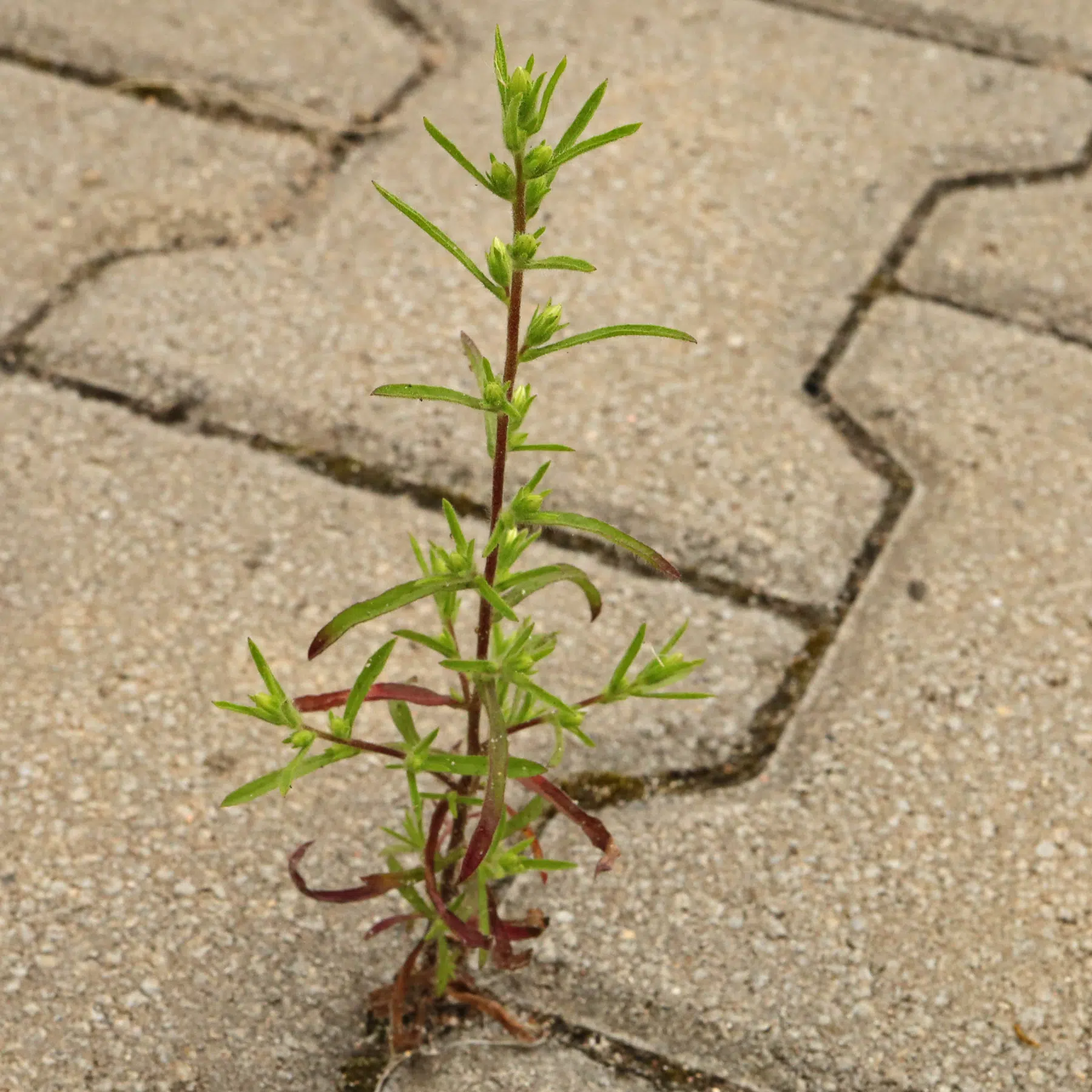Dittrichia graveolens