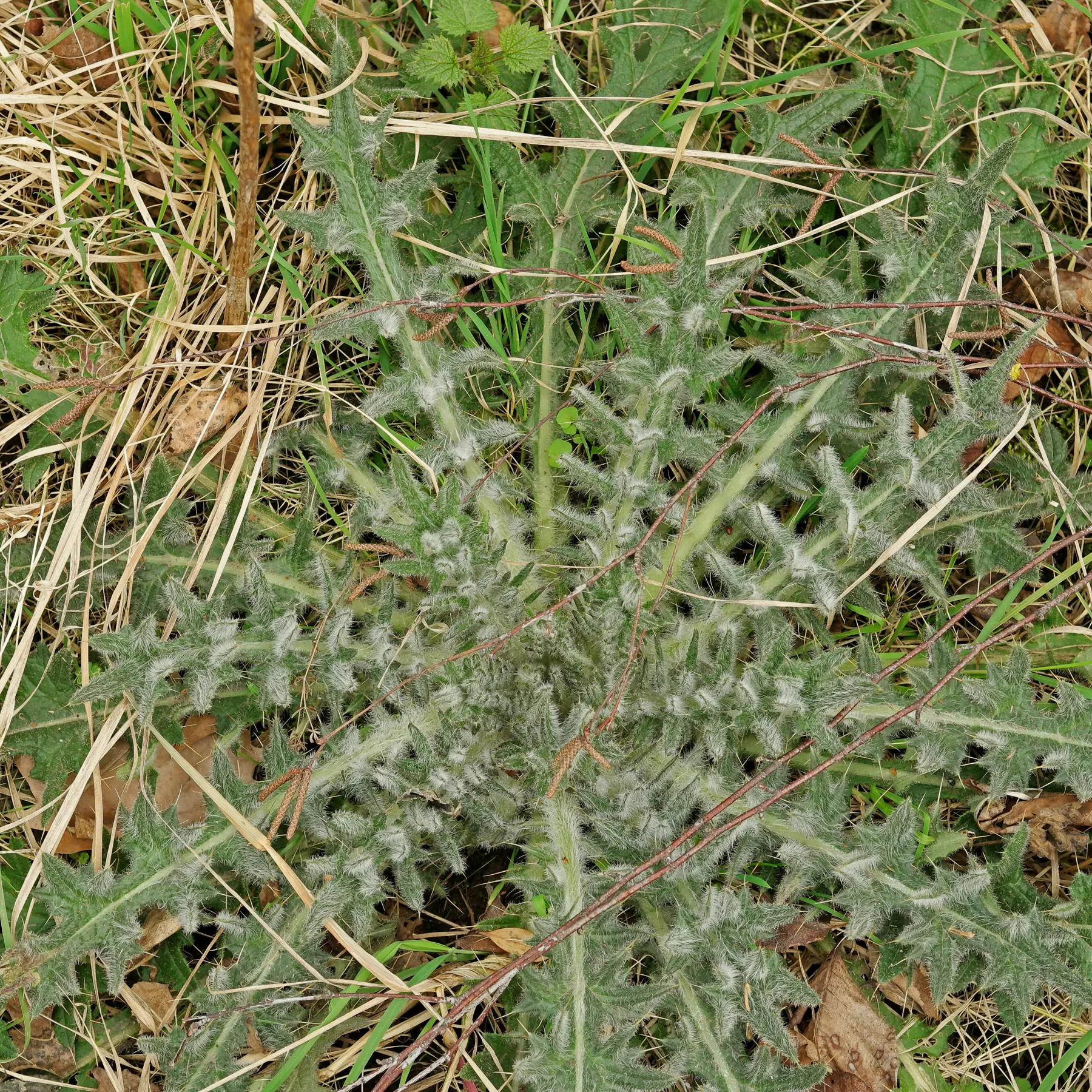 Cirsium vulgare