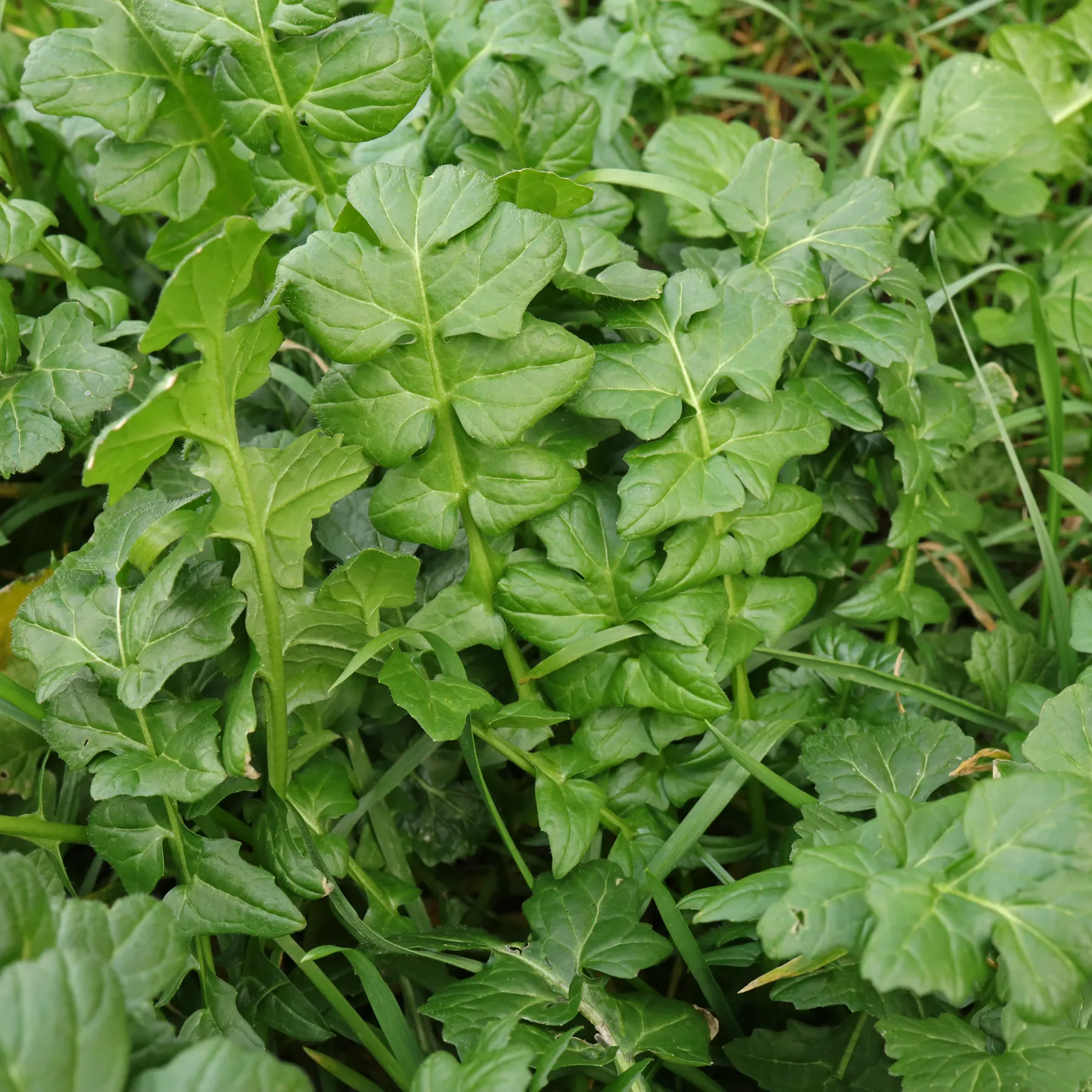 Sisymbrium officinale