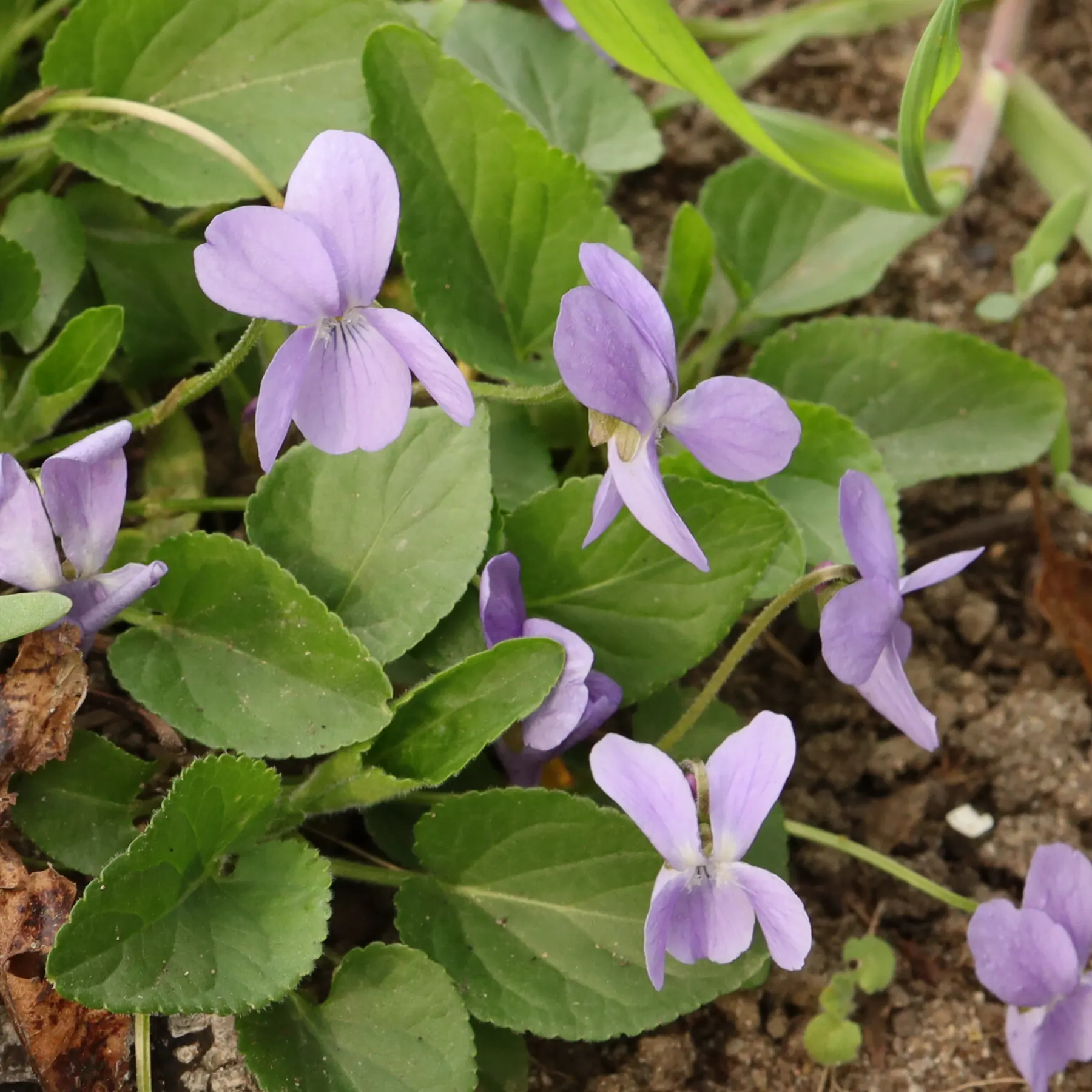 Viola hirta