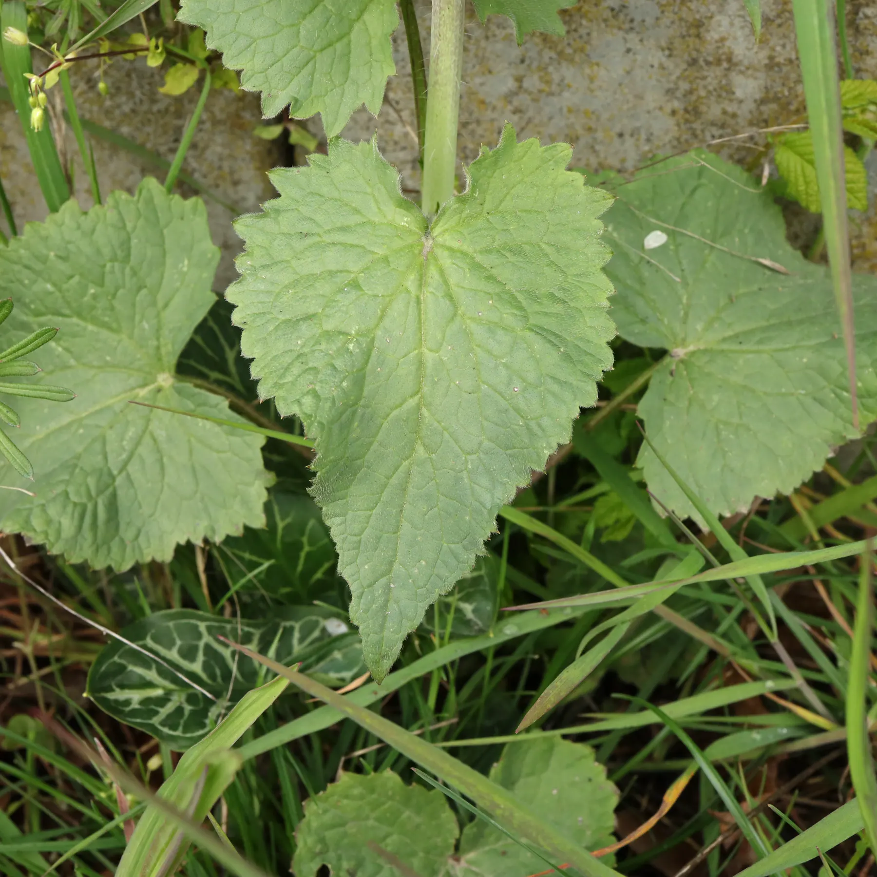 Lunaria annua