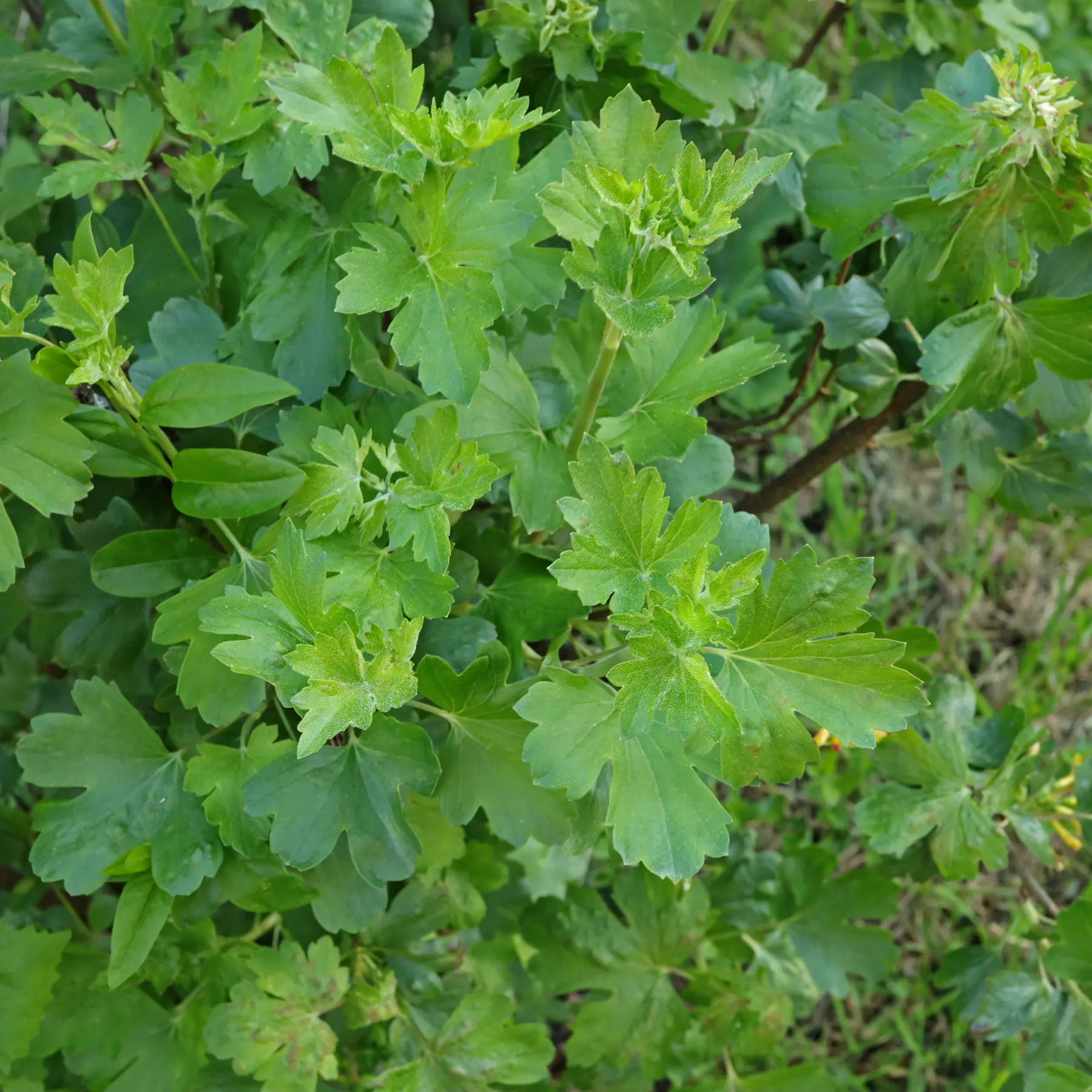 Ribes aureum