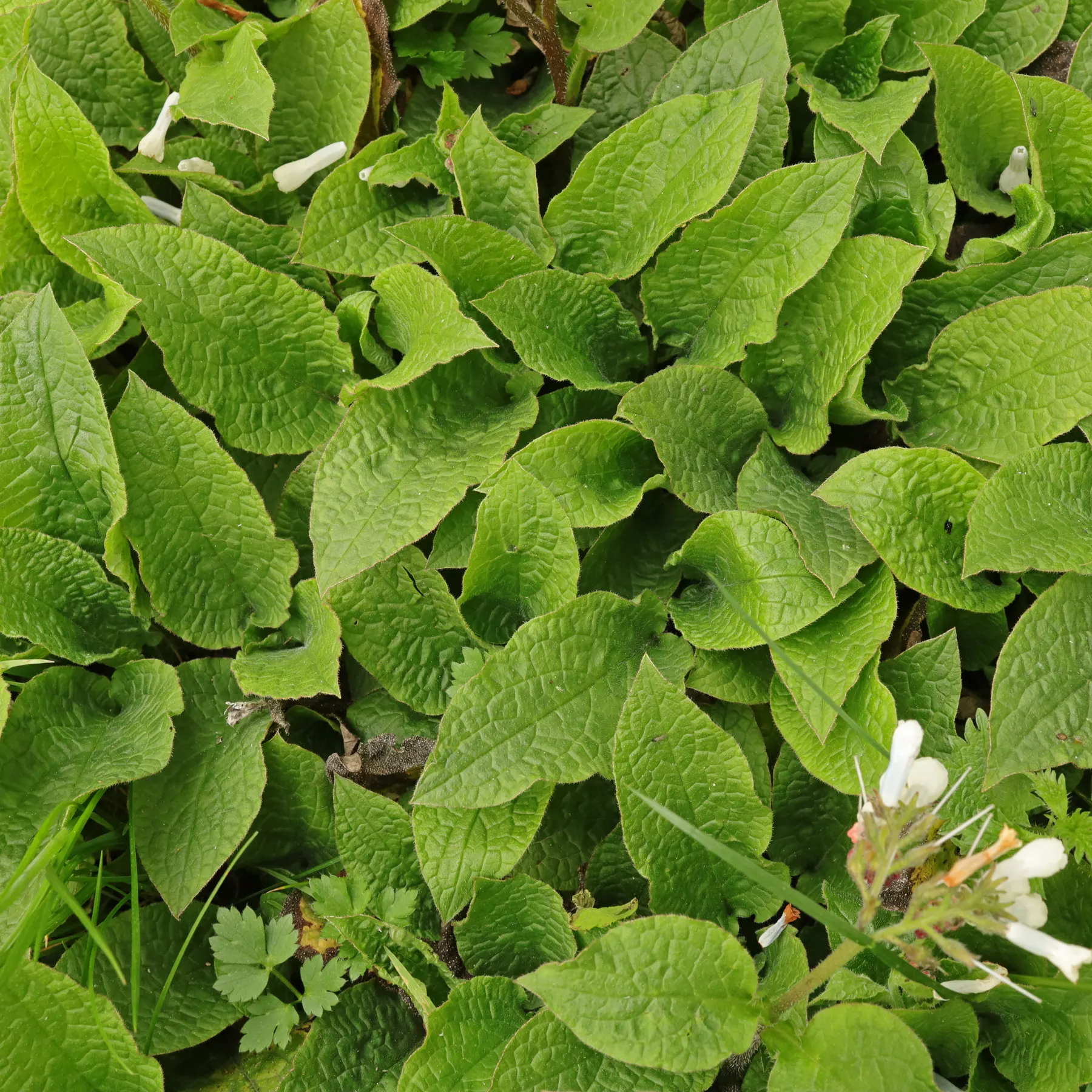 Symphytum grandiflorum