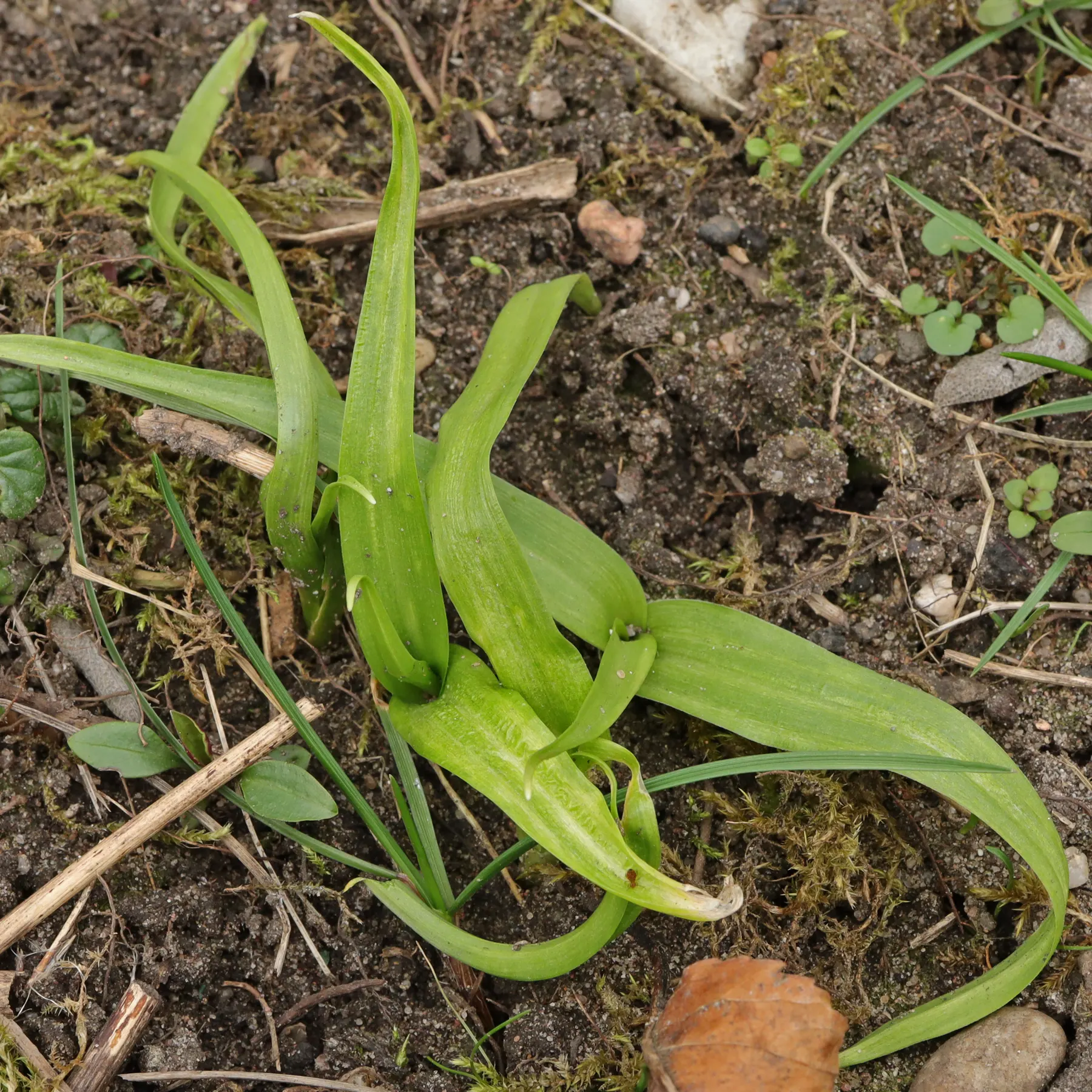 Allium neapolitanum