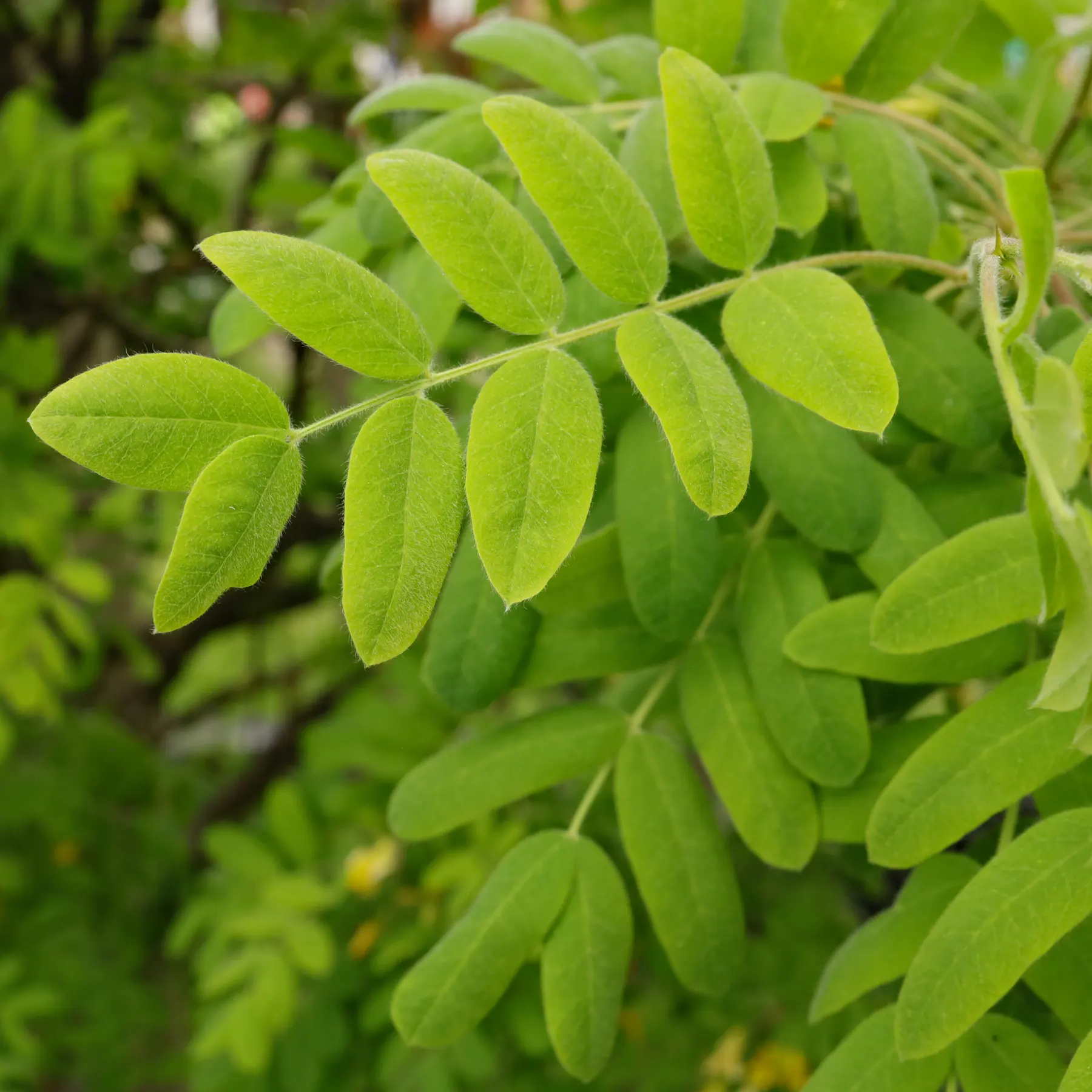 Caragana arborescens
