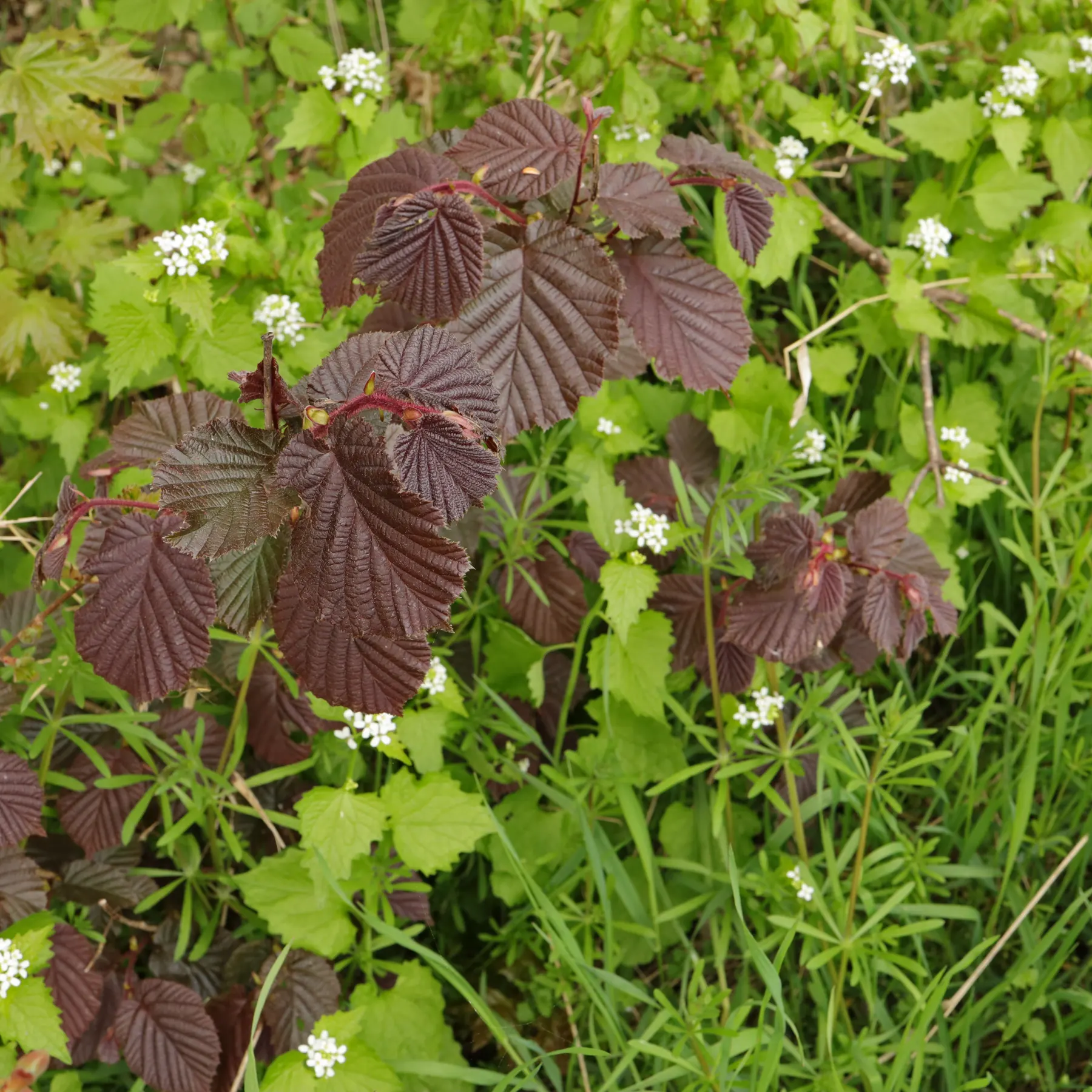 Corylus avellana cv