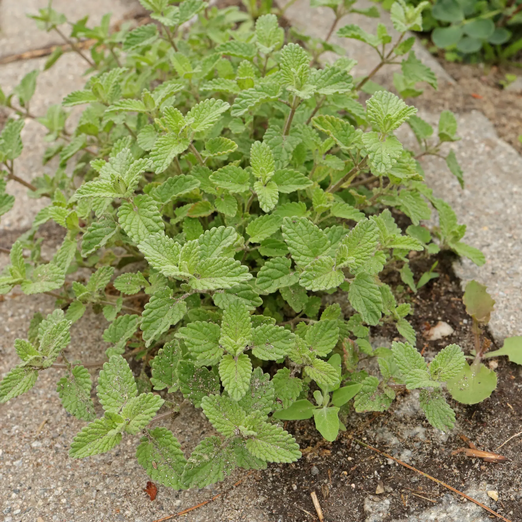 Nepeta racemosa