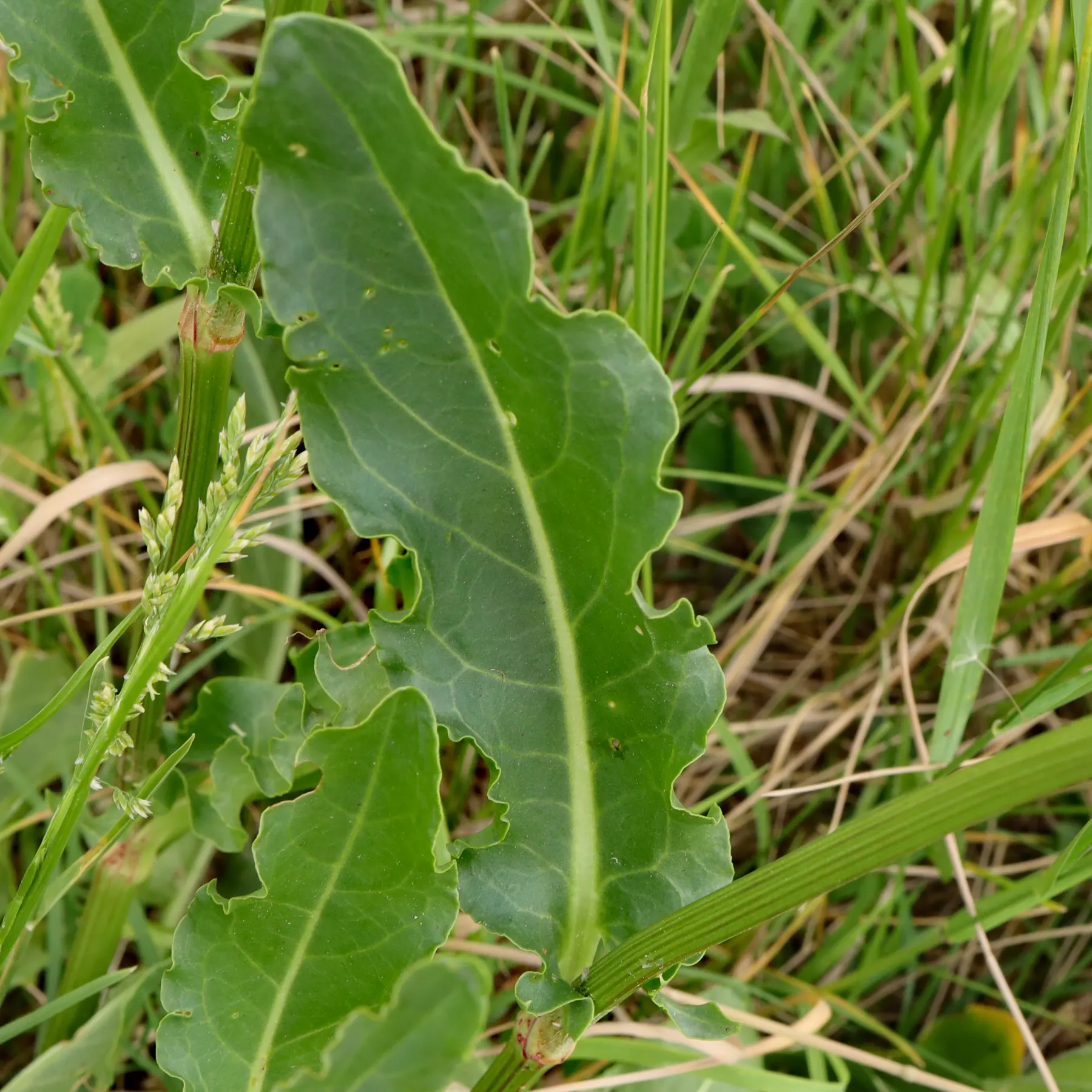 Rumex thyrsiflorus