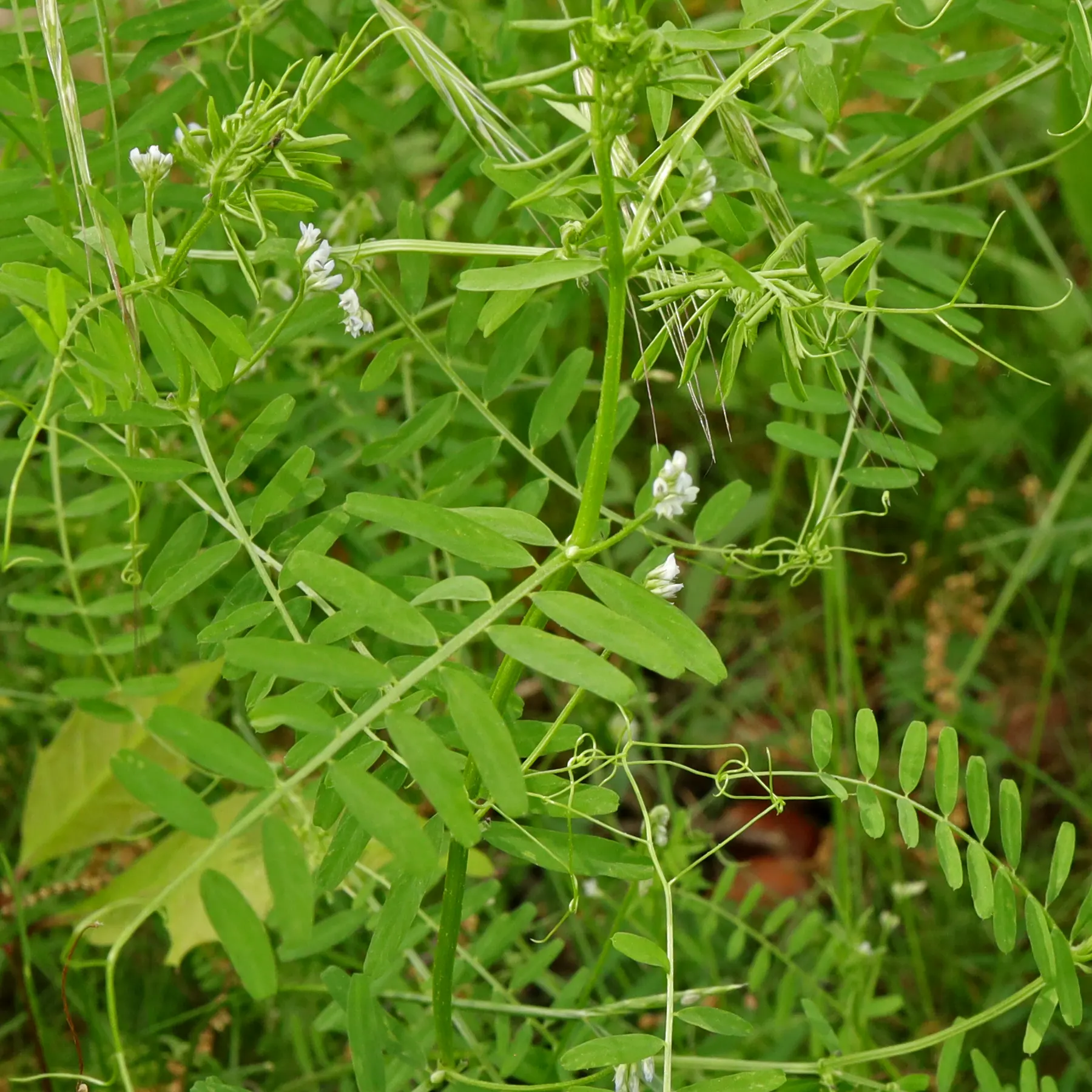 Vicia hirsuta