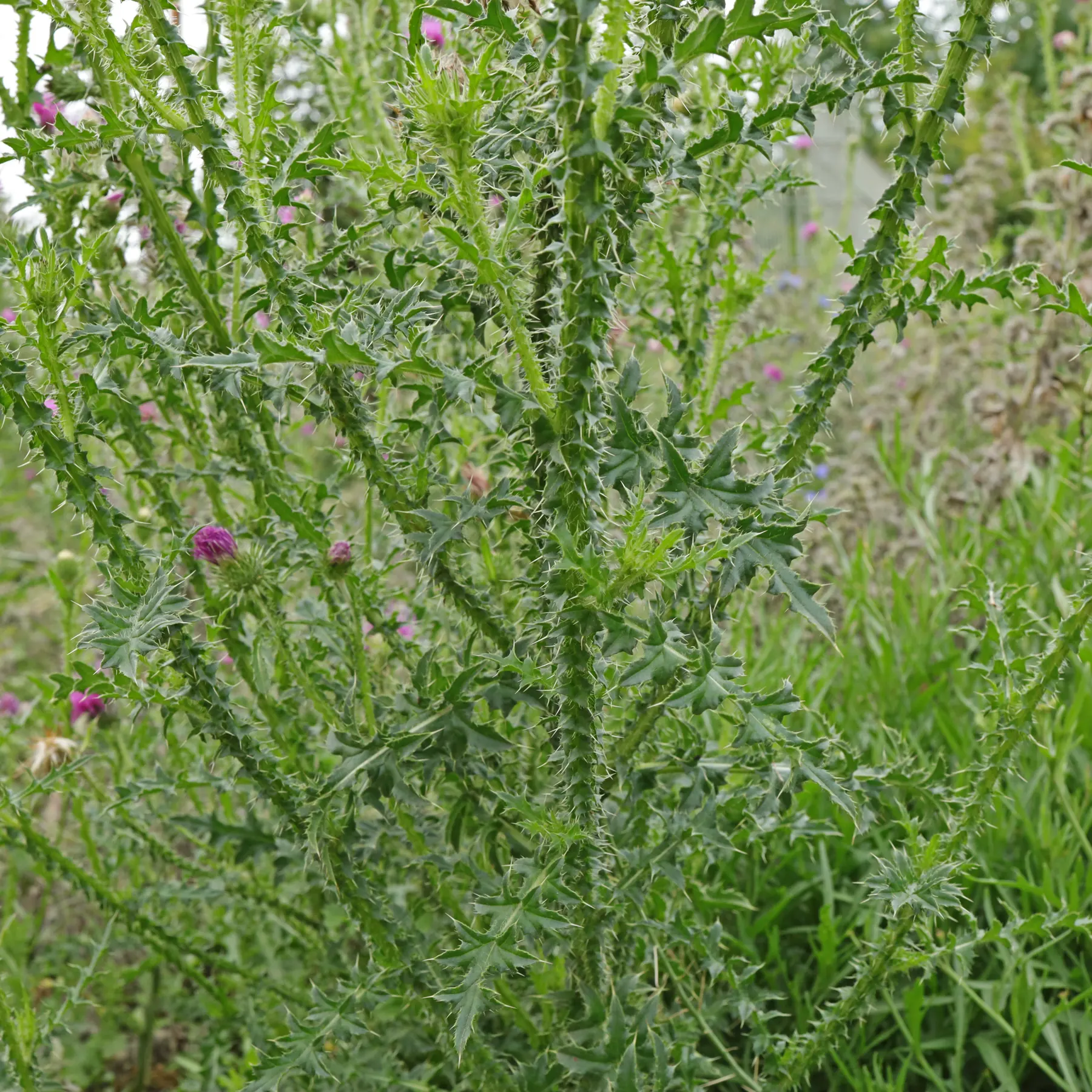 Carduus acanthoides