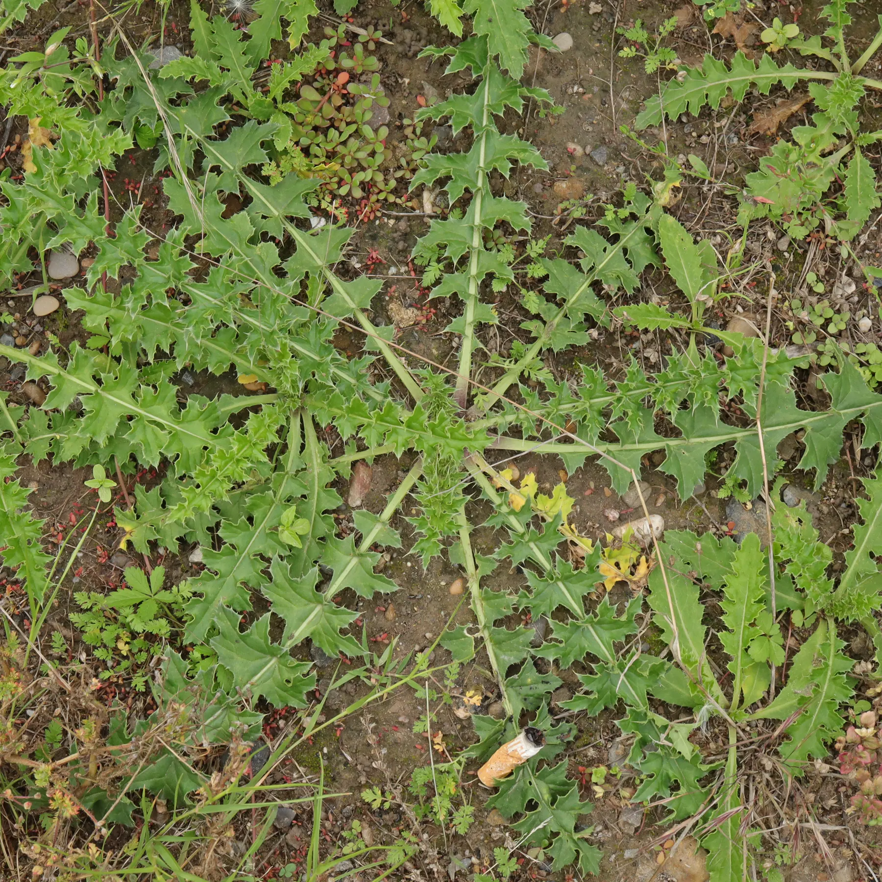 Carduus acanthoides