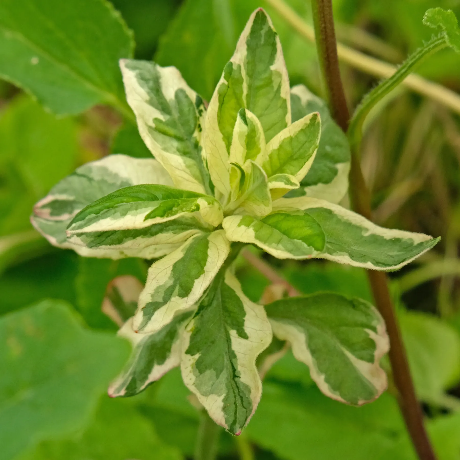 Lysimachia punctata Alexander