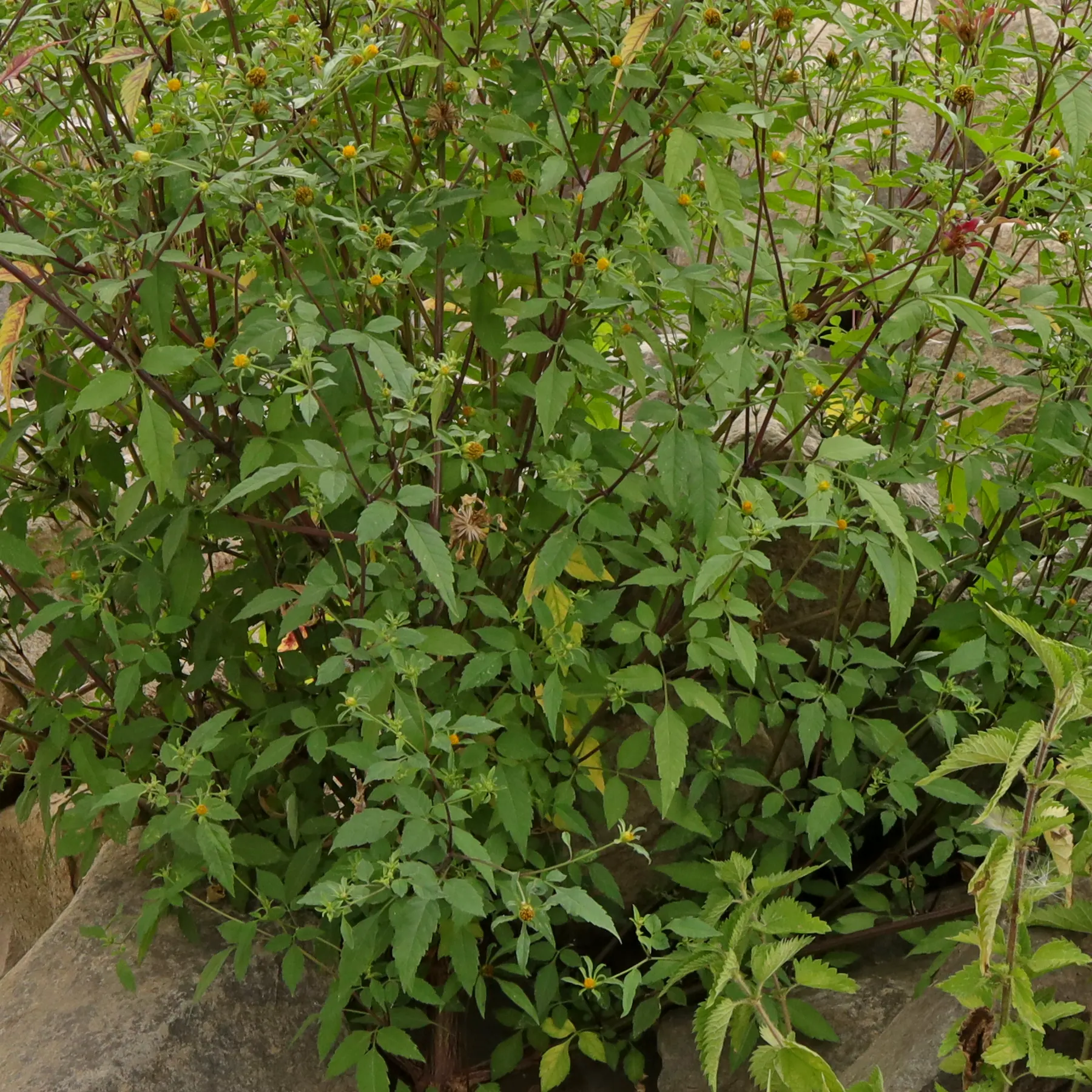 Bidens frondosa
