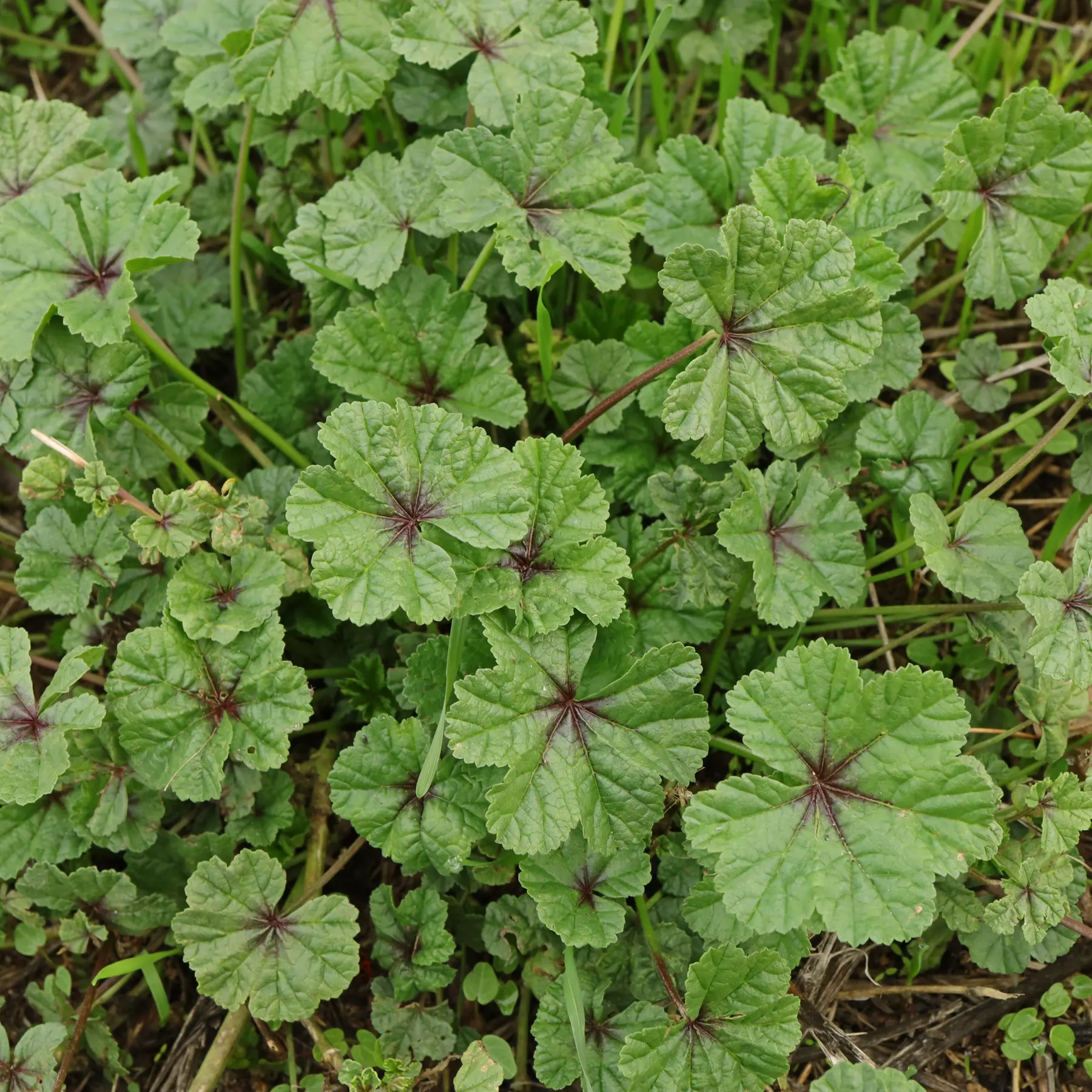 Malva sylvestris