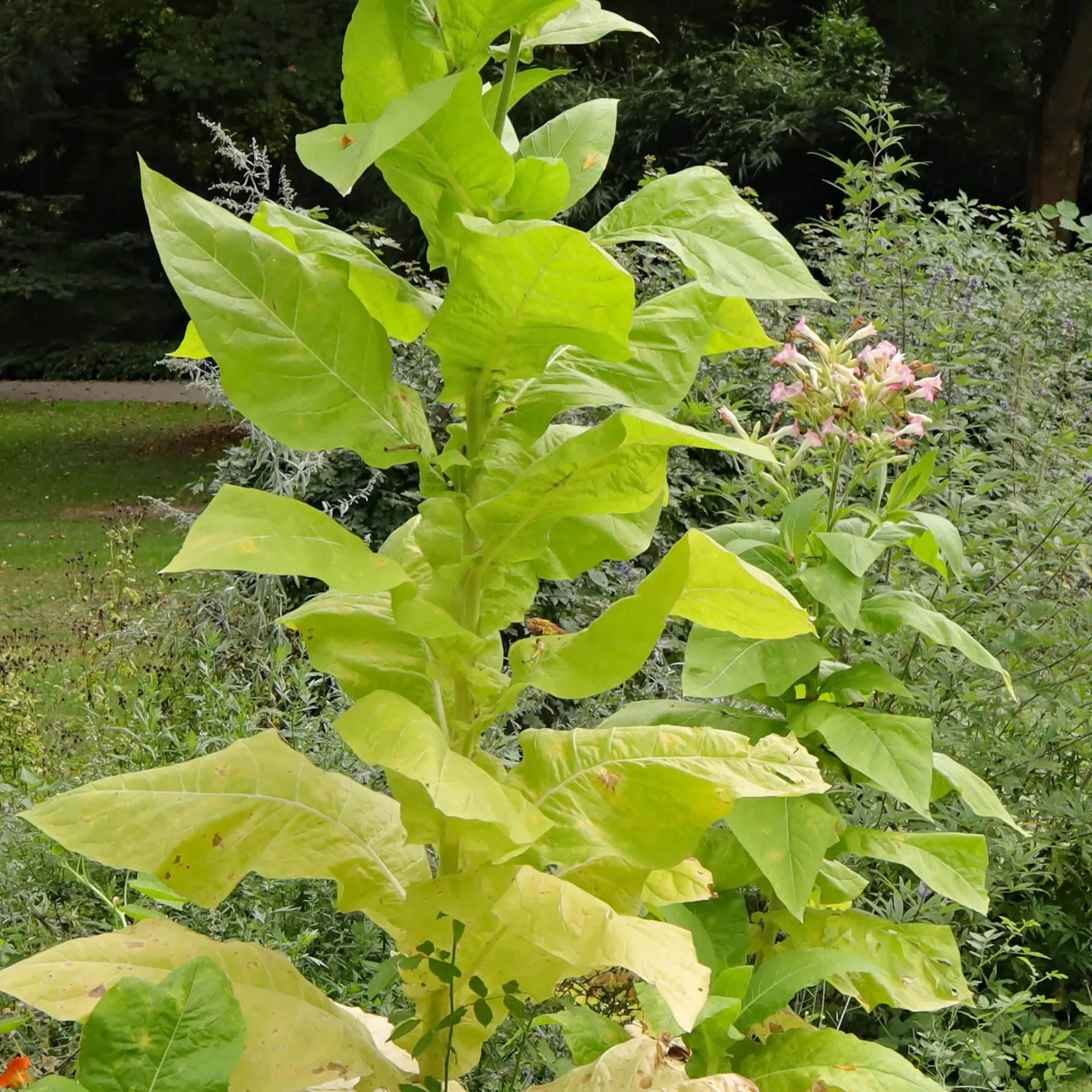 Nicotiana tabacum