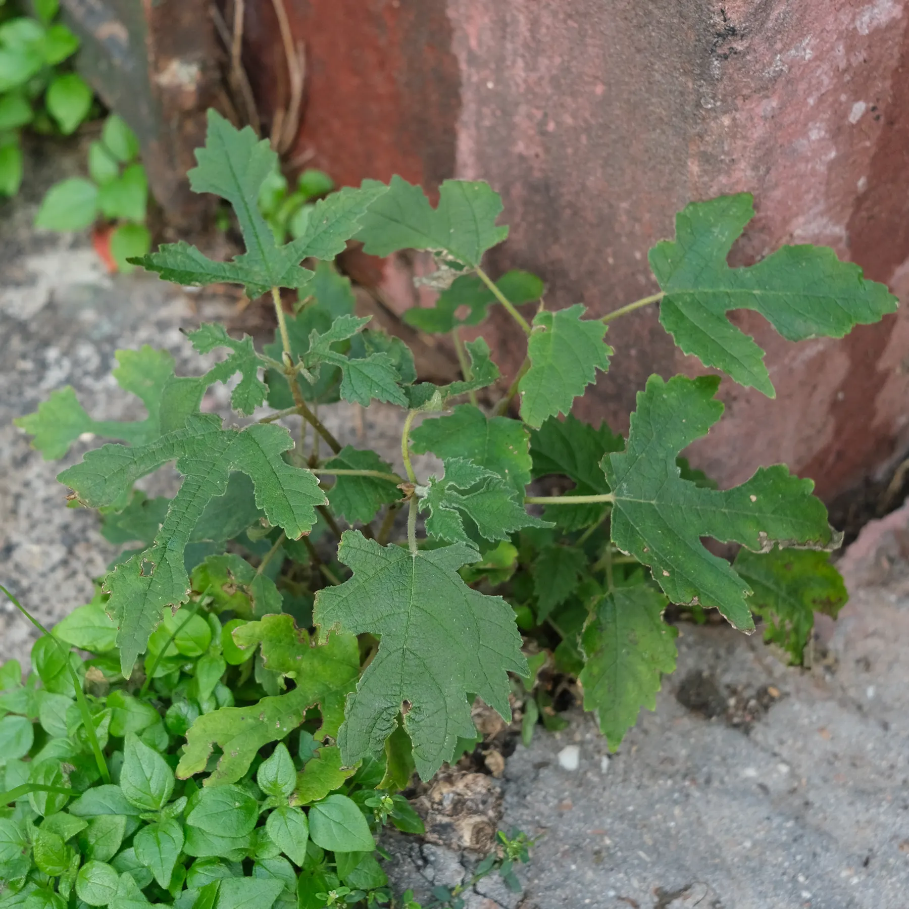 Broussonetia papyrifera
