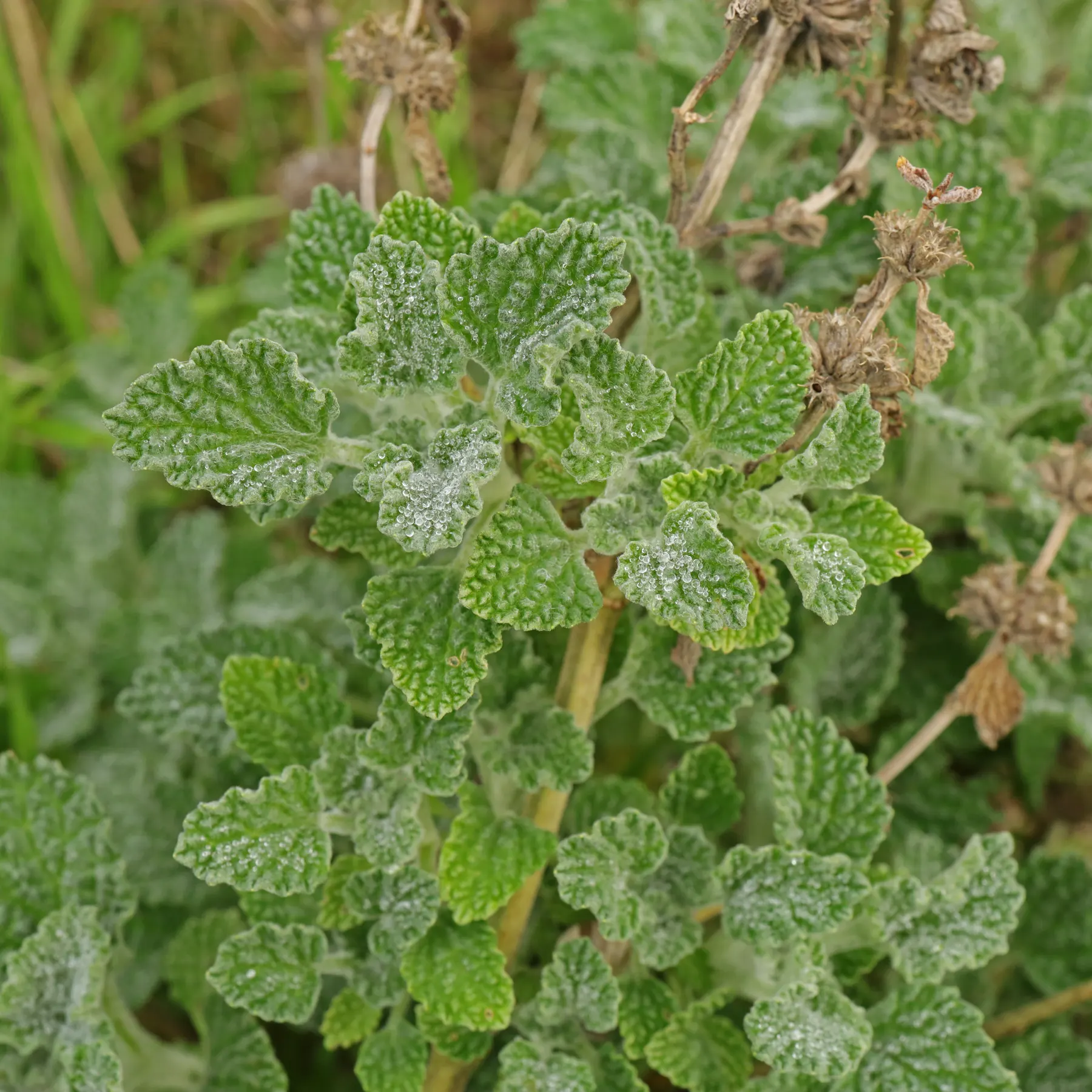 Marrubium vulgare
