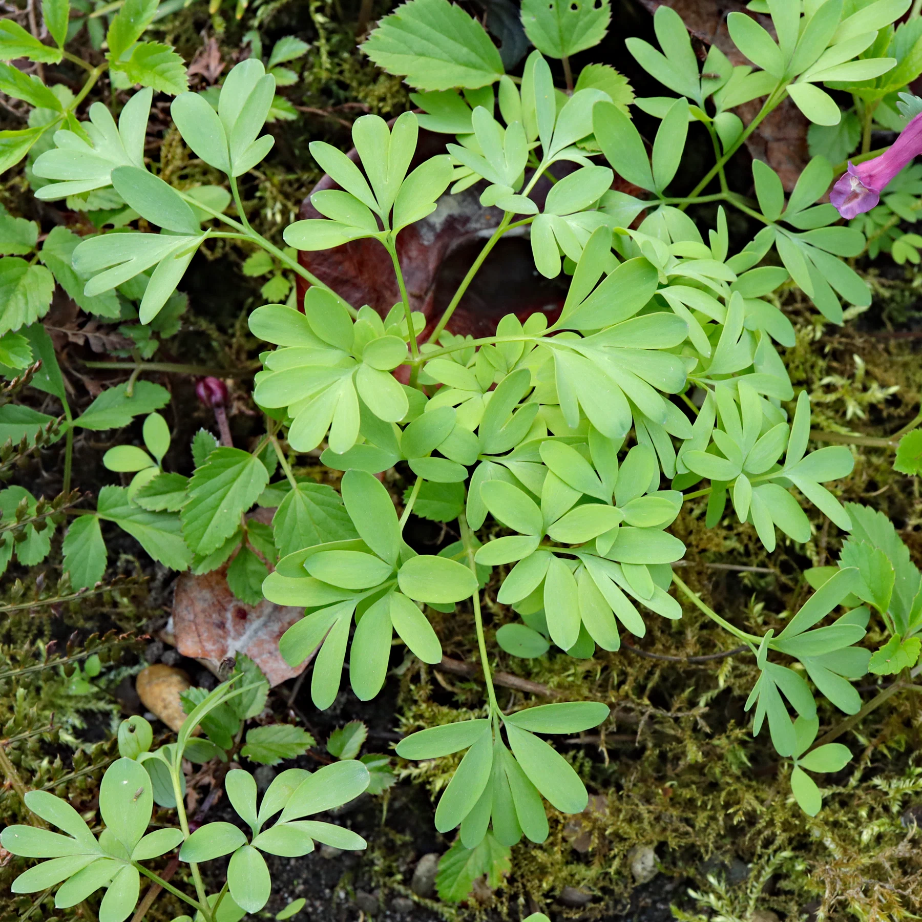 Corydalis solida