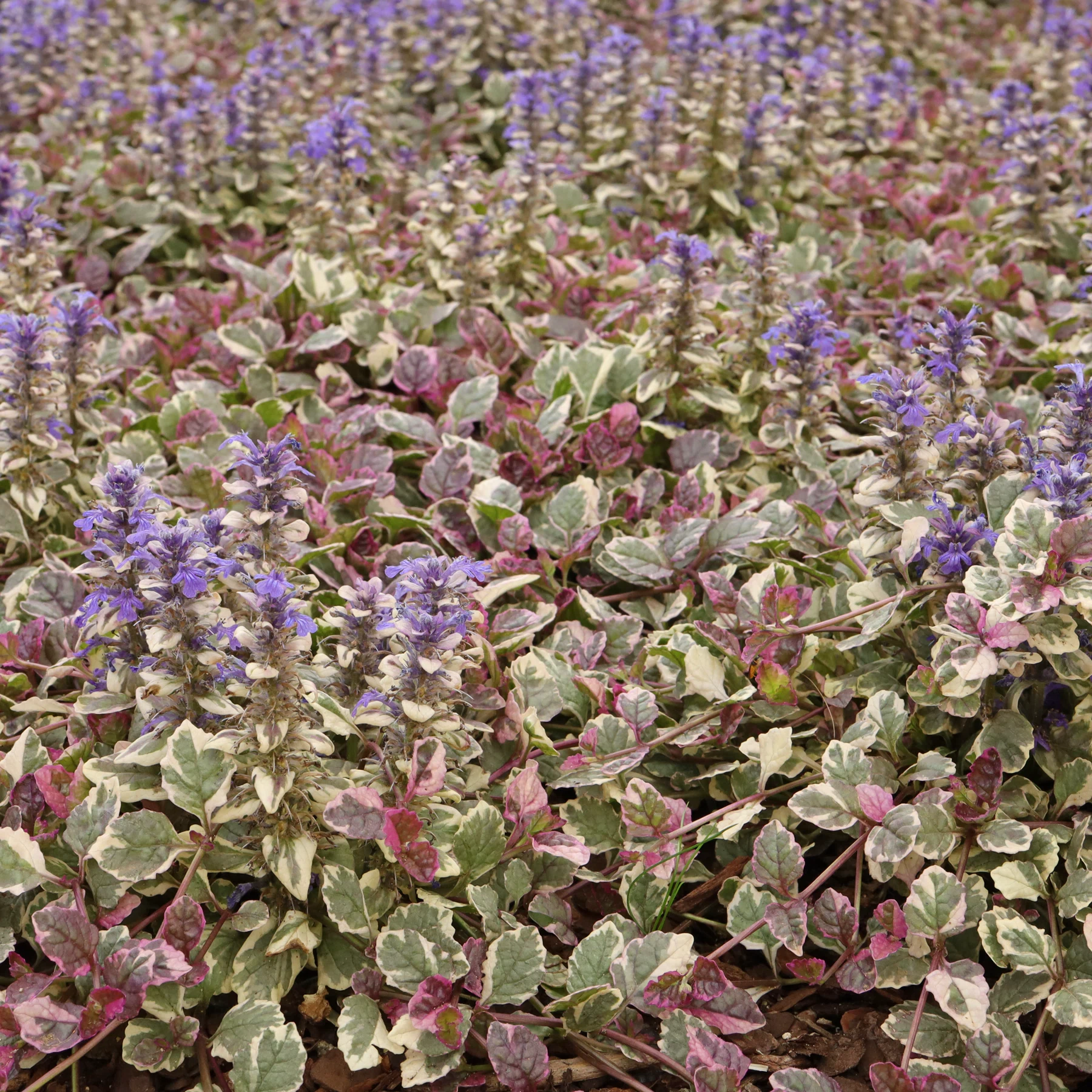 Ajuga reptans Burgundy Glow
