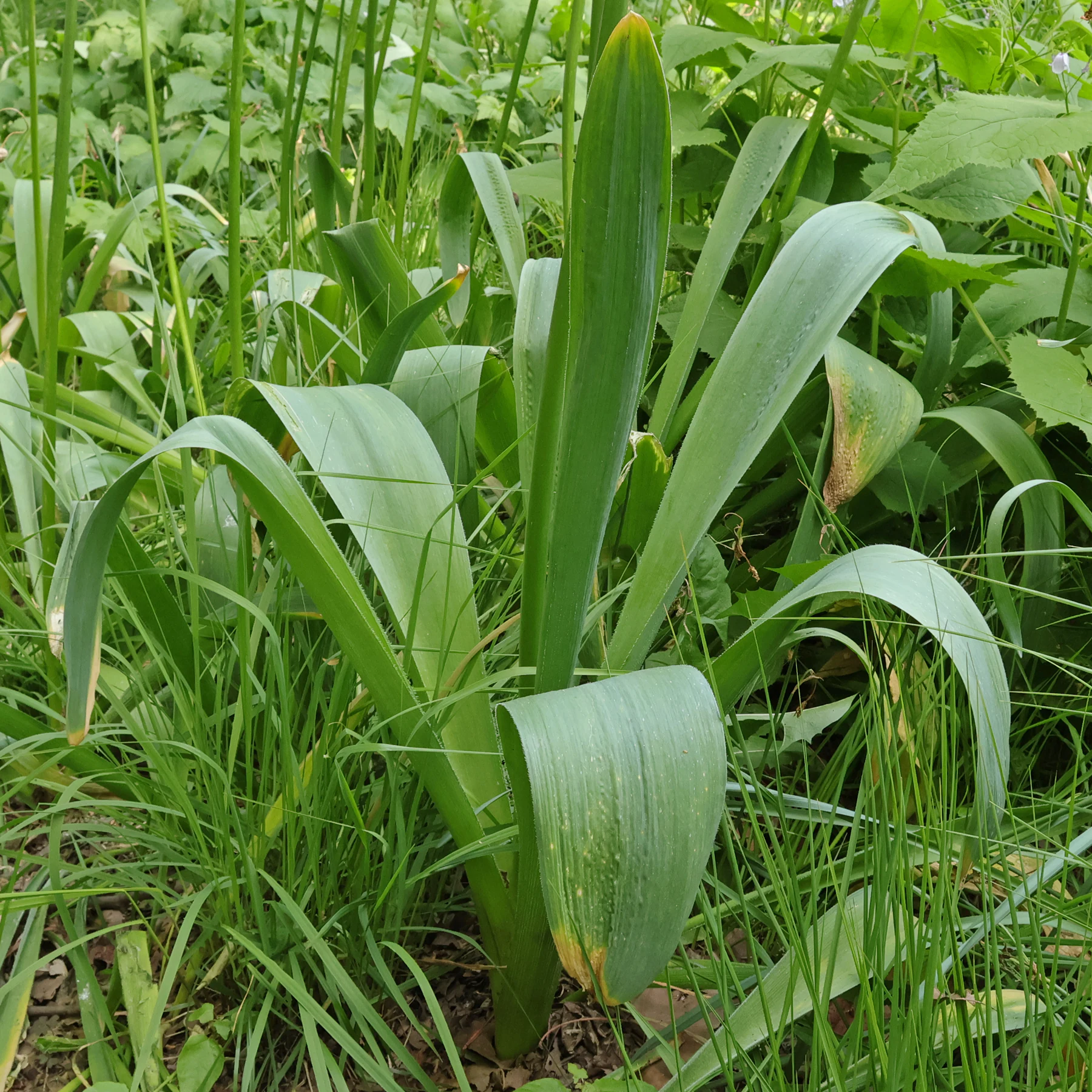 Allium stipitatum Mount Everest
