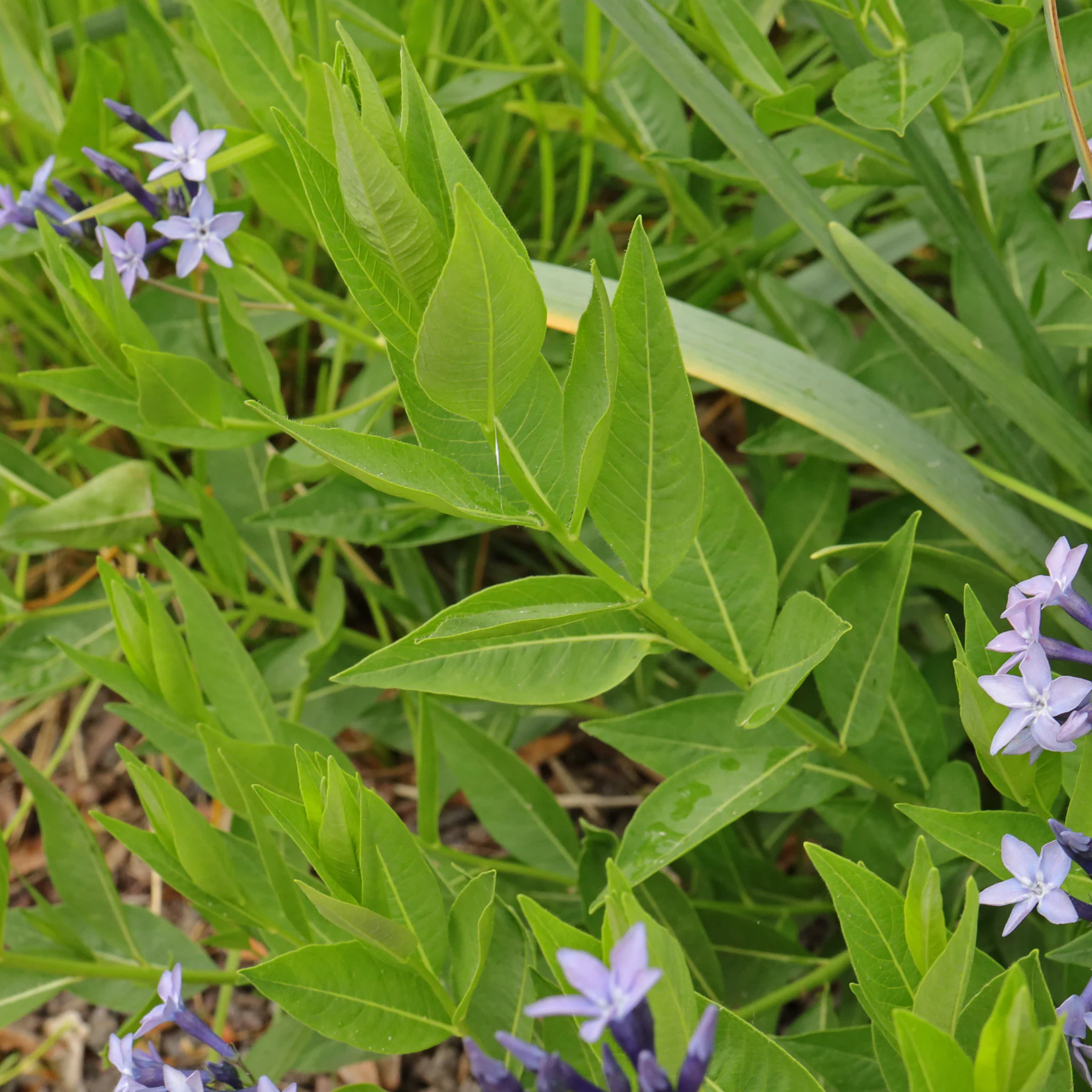 Amsonia orientalis