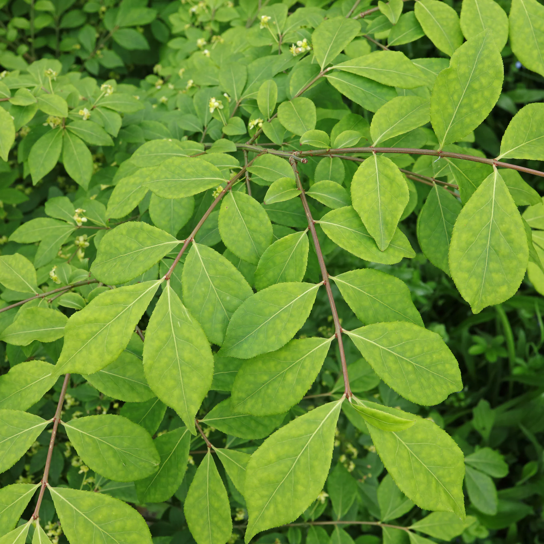 Euonymus alatus