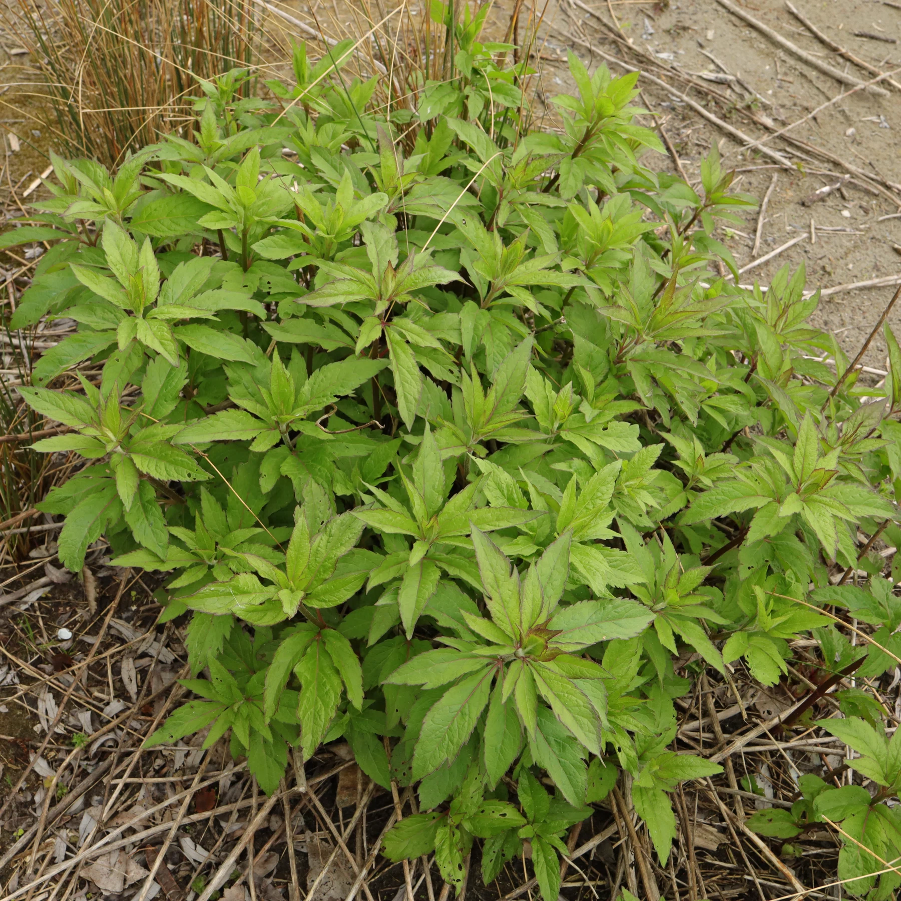 Eupatorium cannabinum