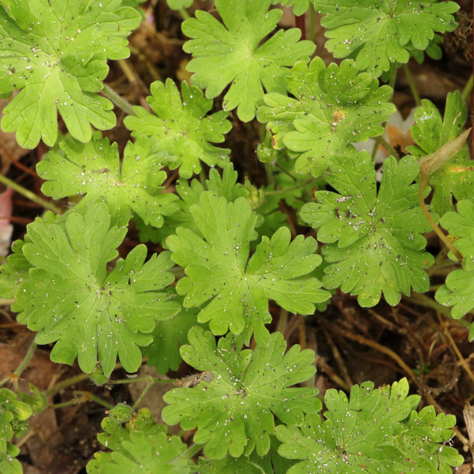 Geranium molle