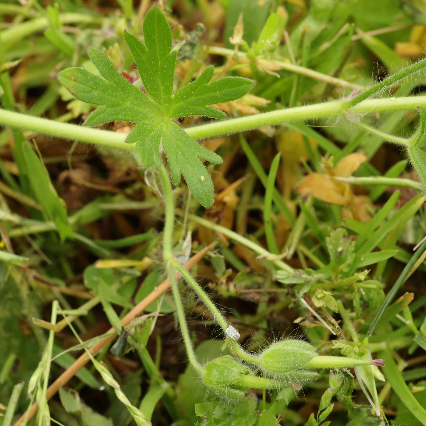 Geranium molle