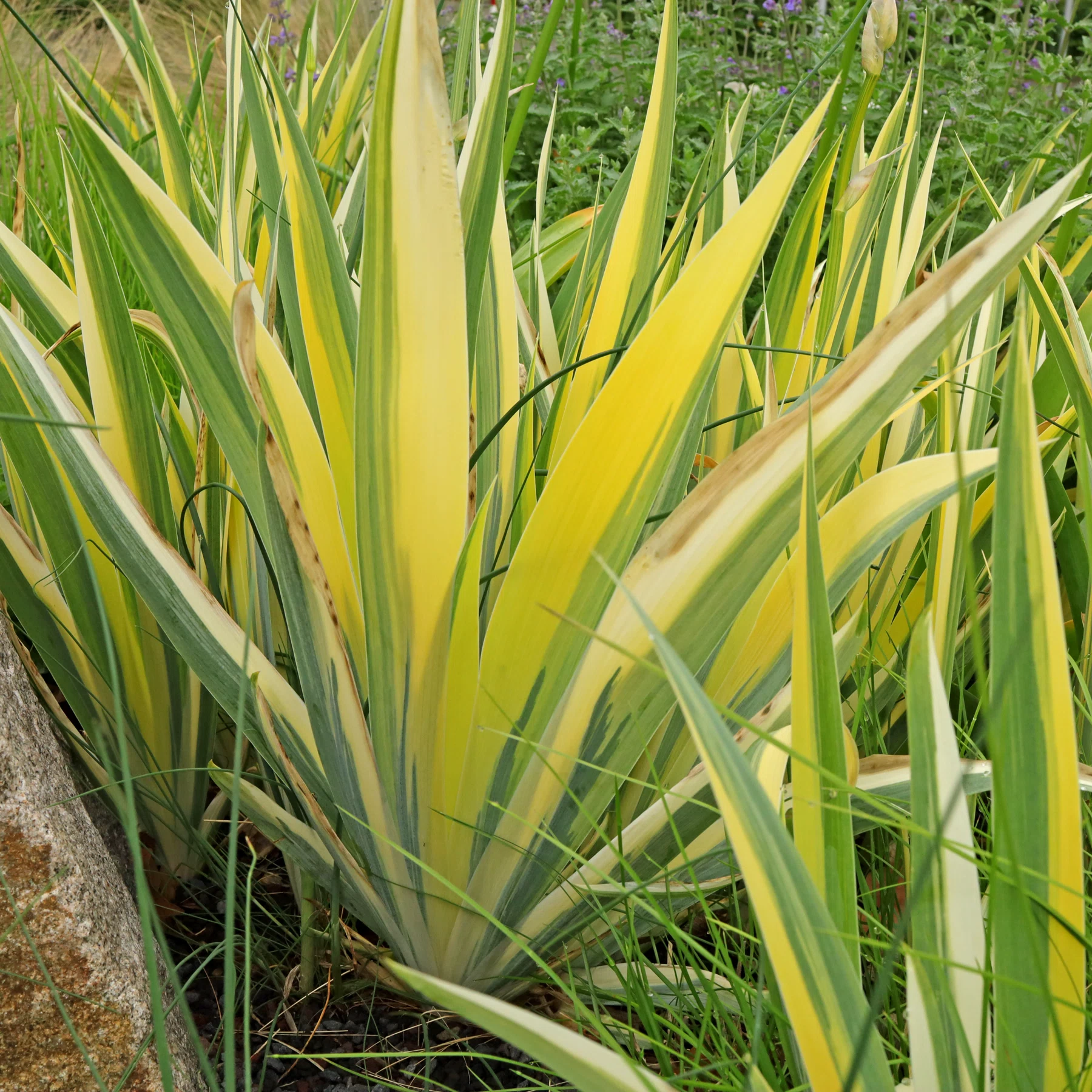 Iris pallida Variegata