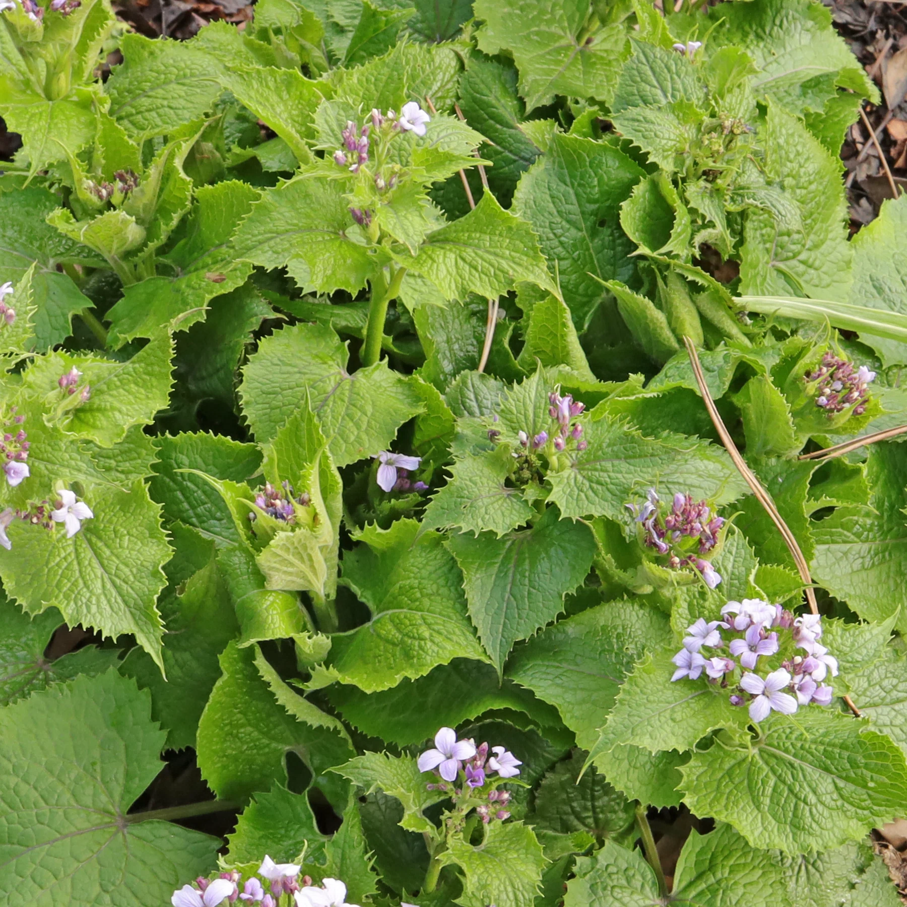 Lunaria rediviva