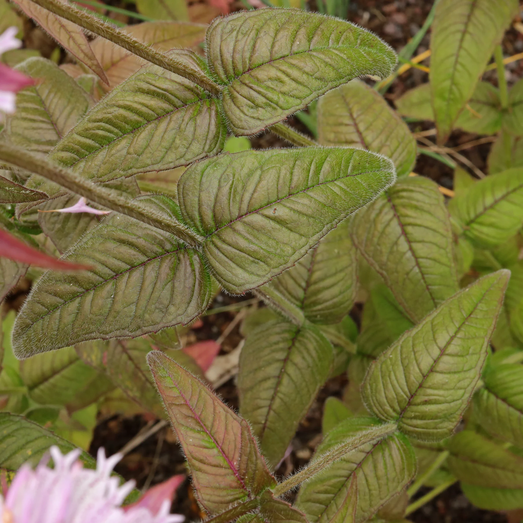Monarda bradburiana Ozark