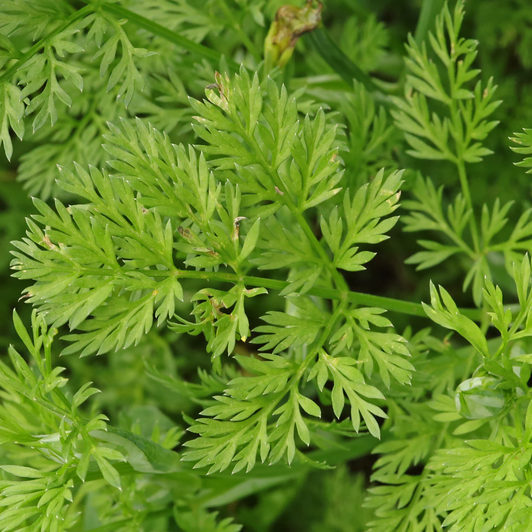 Orlaya grandiflora
