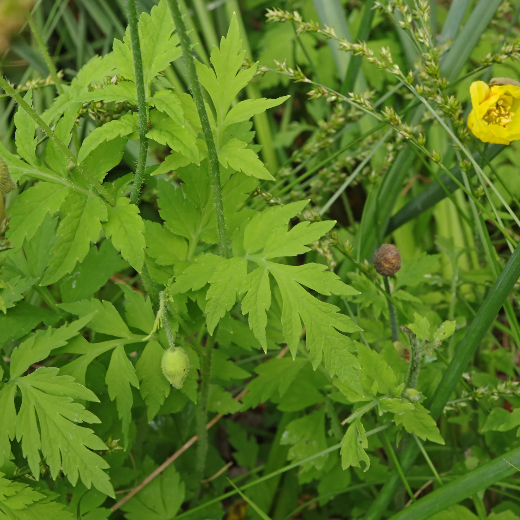Papaver cambricum