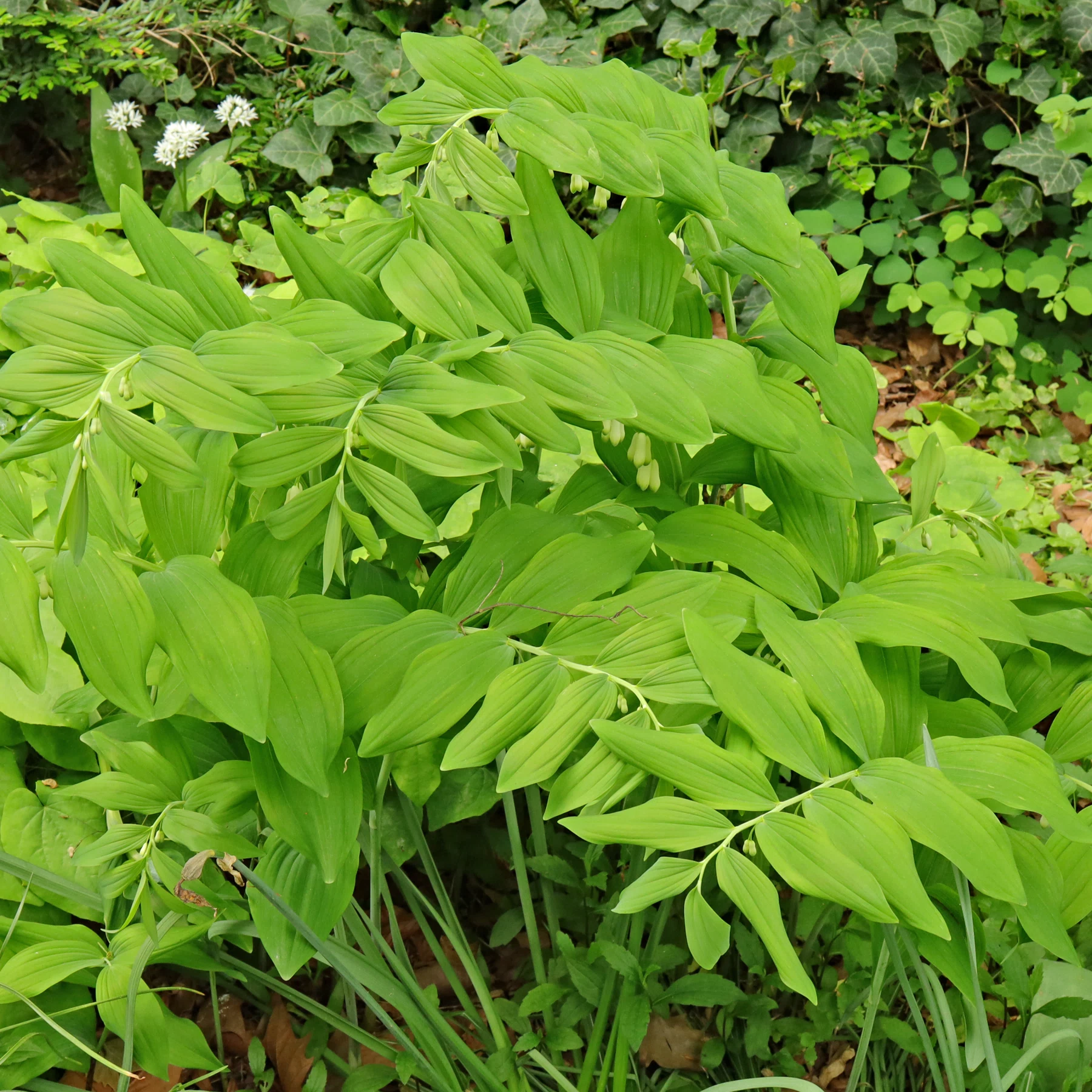 Polygonatum multiflorum