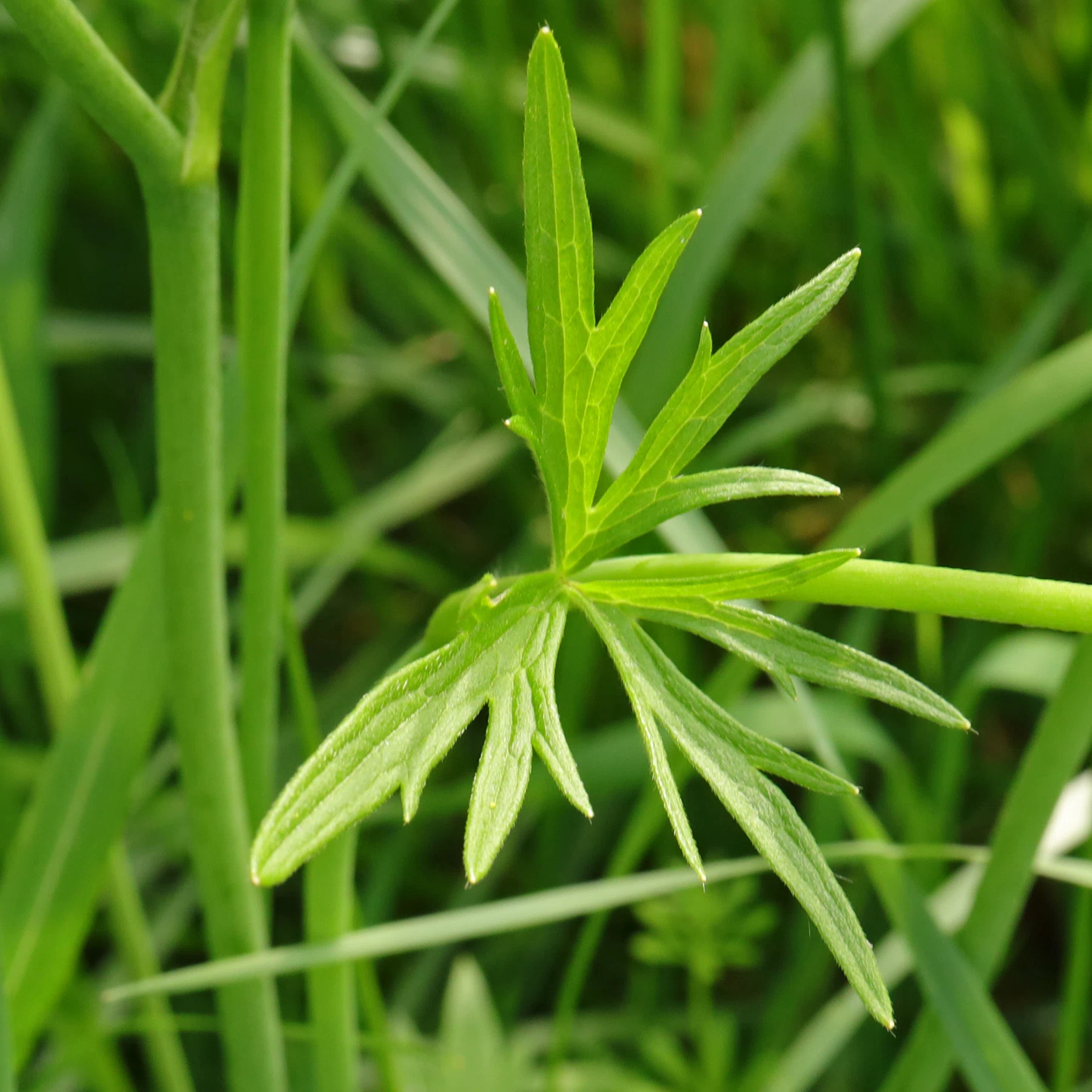 Ranunculus acris
