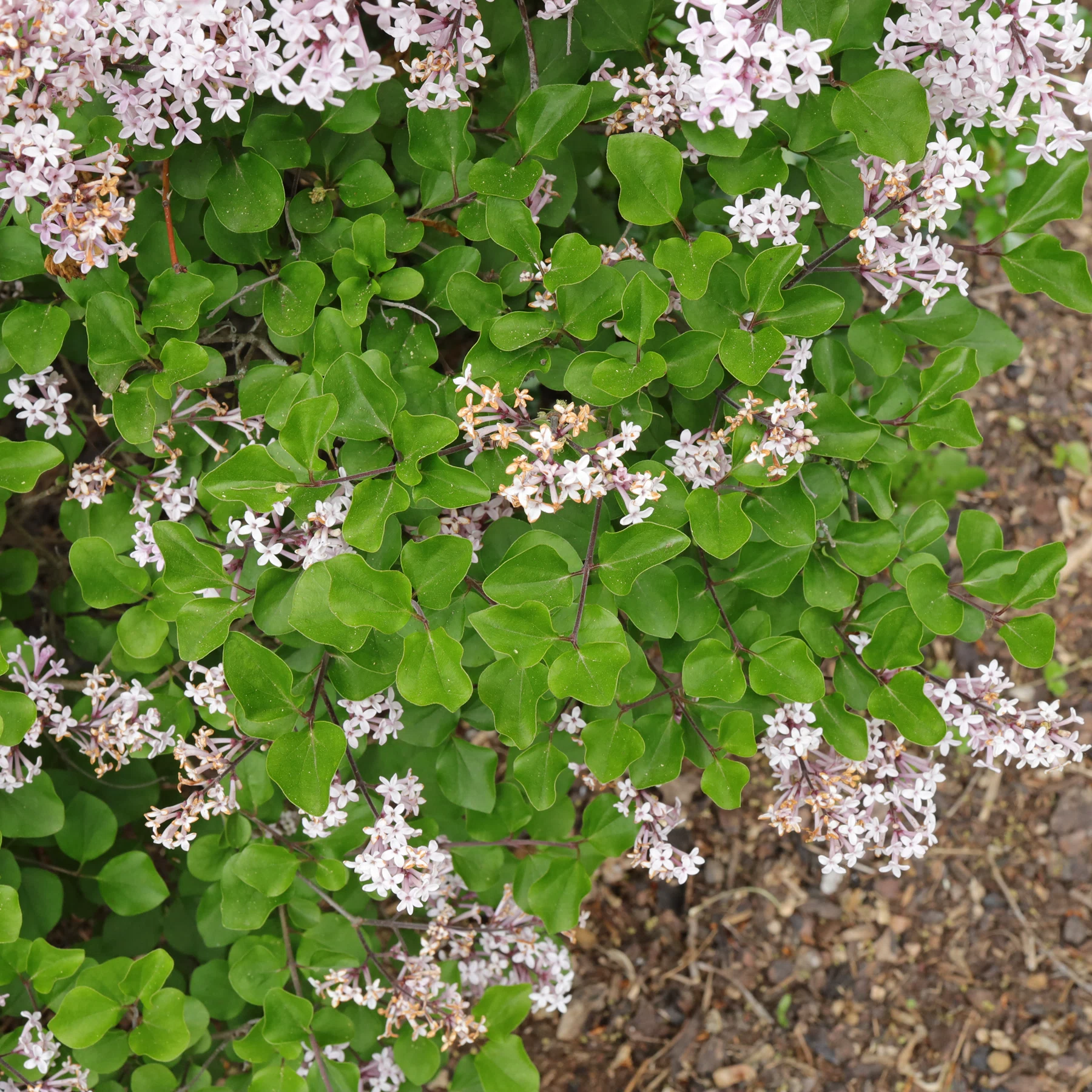 Syringa pubescens