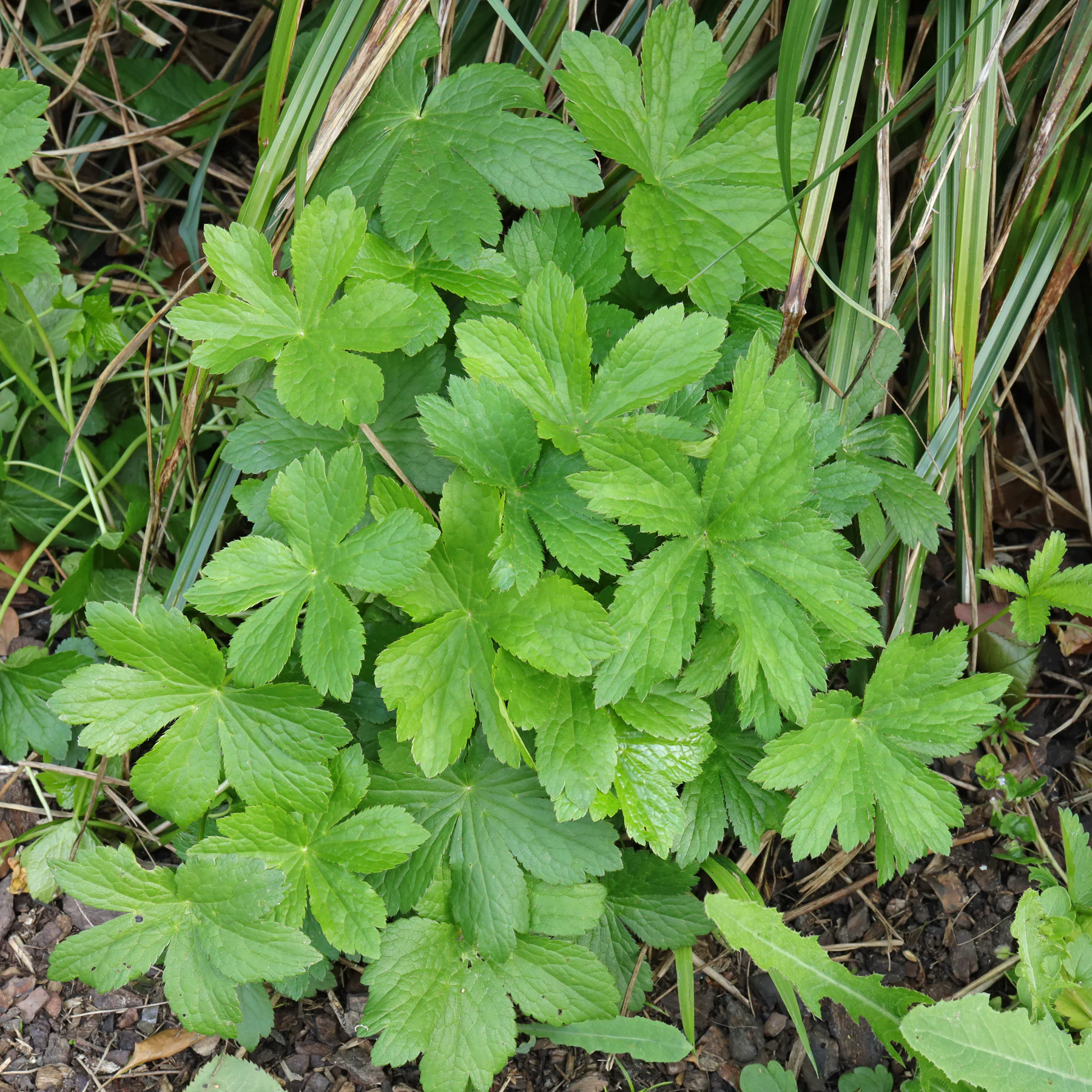 Astrantia major cv