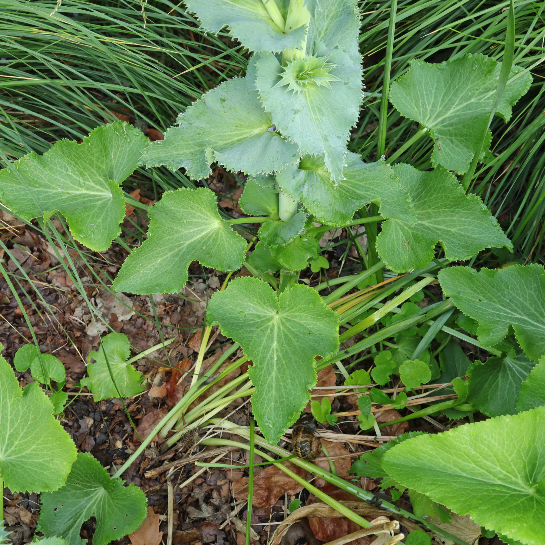 Eryngium giganteum