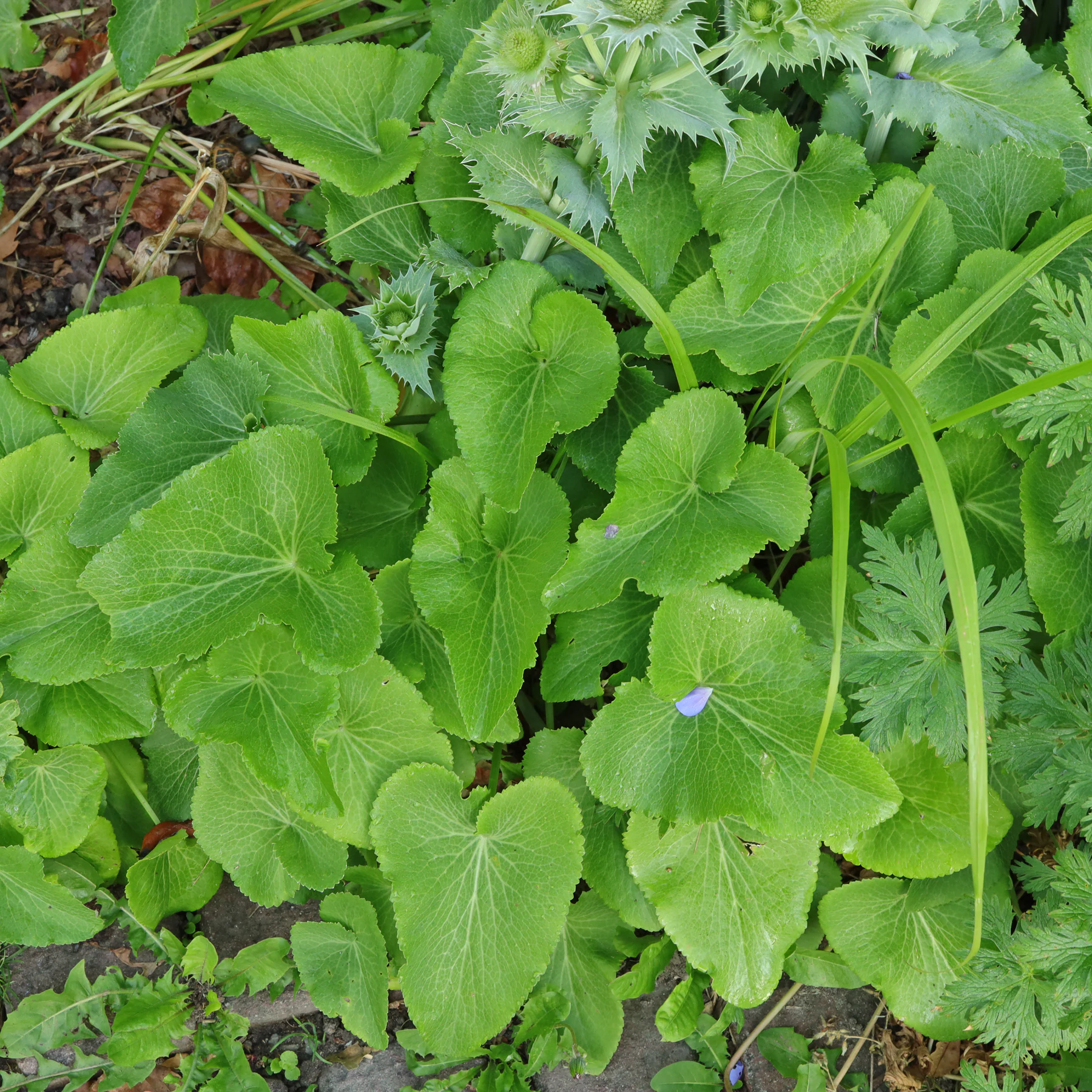 Eryngium giganteum