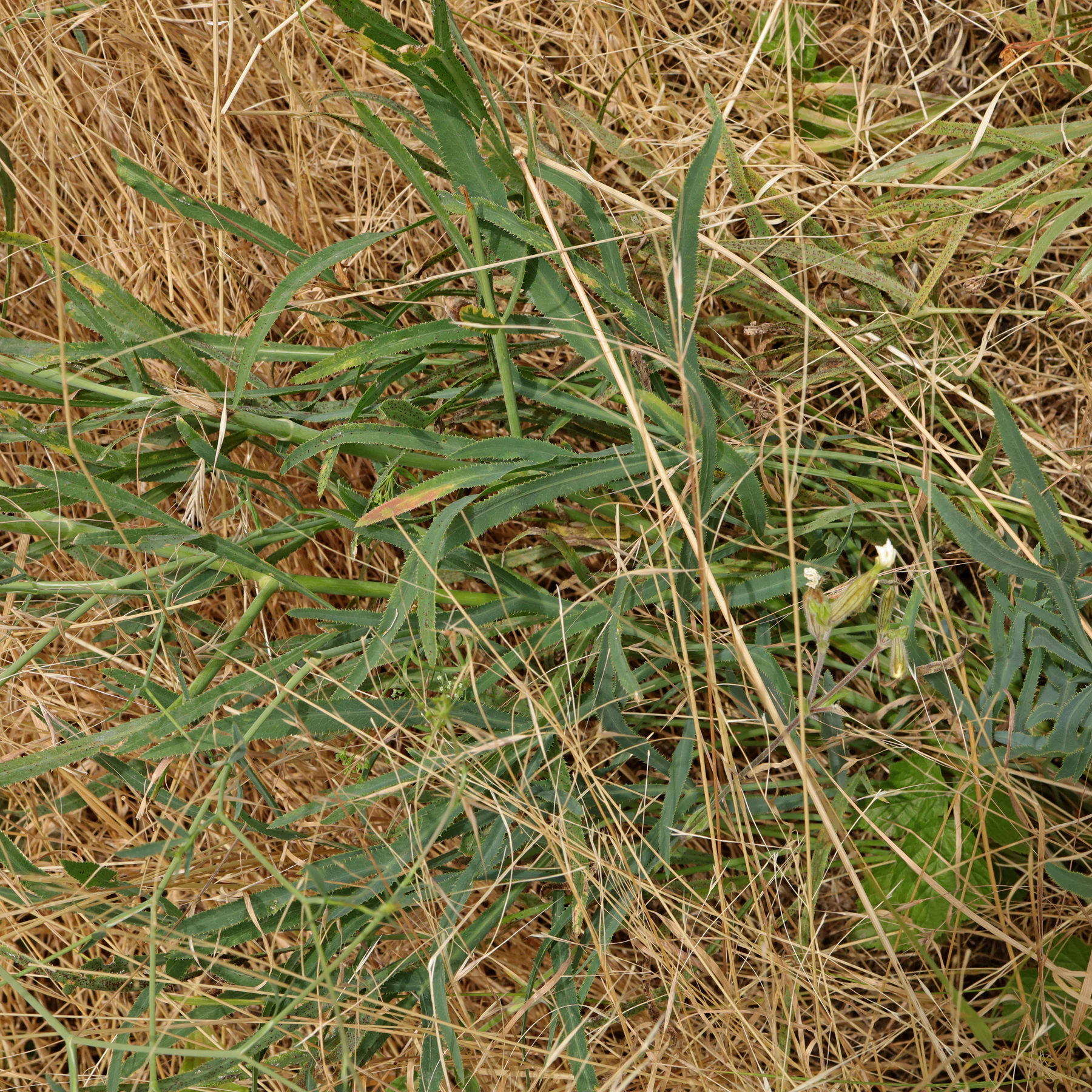 Falcaria vulgaris