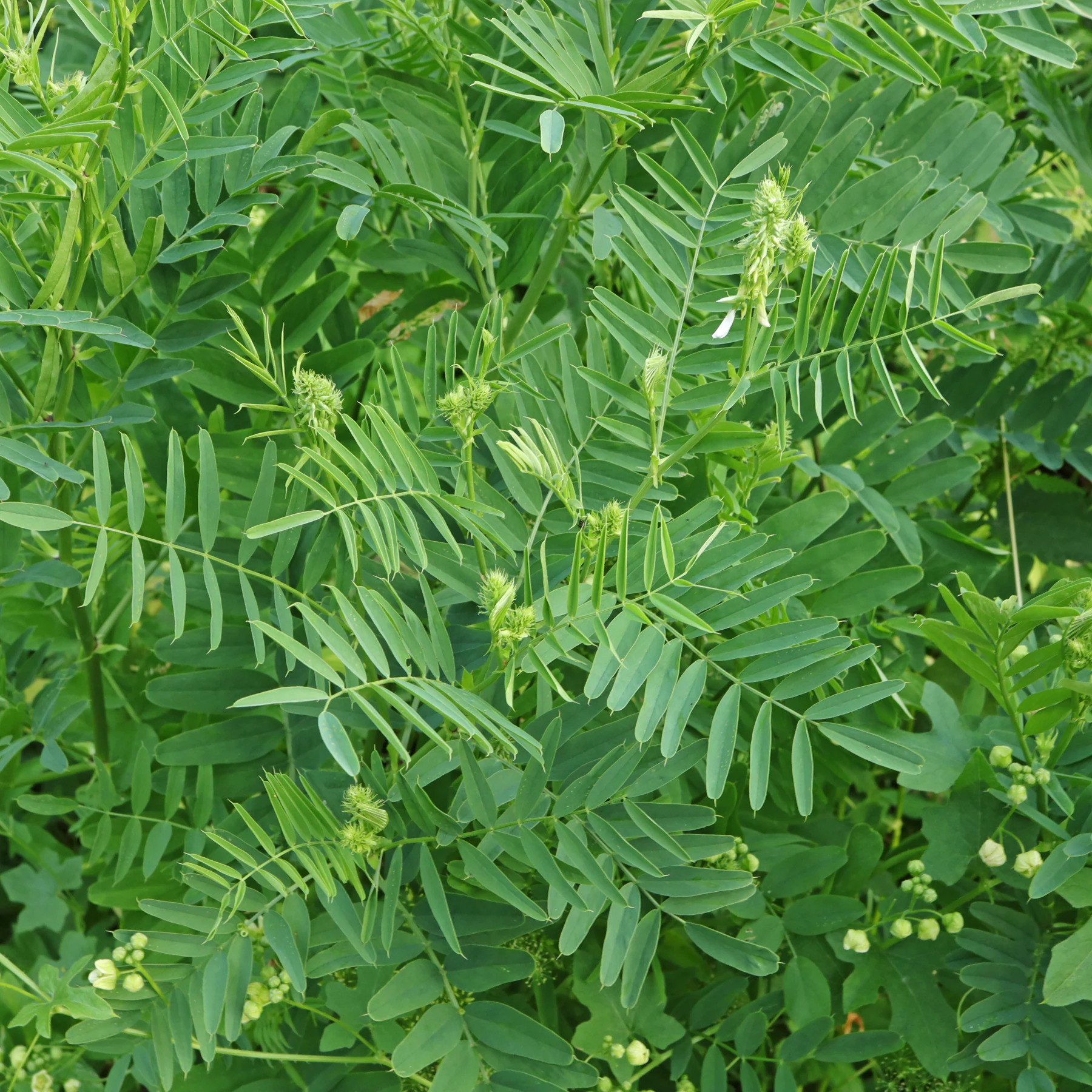 Galega officinalis
