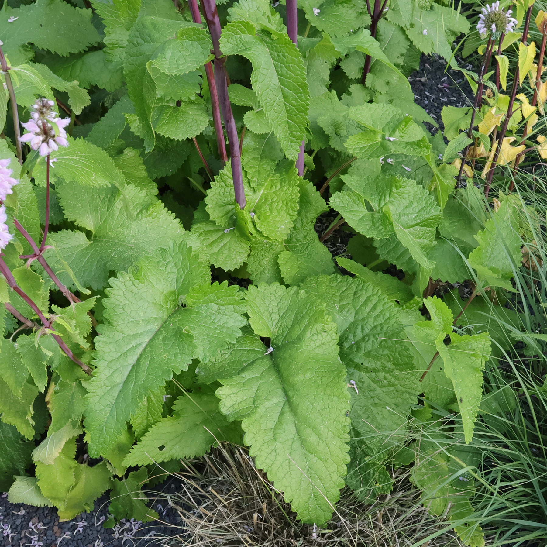 Phlomoides tuberosa