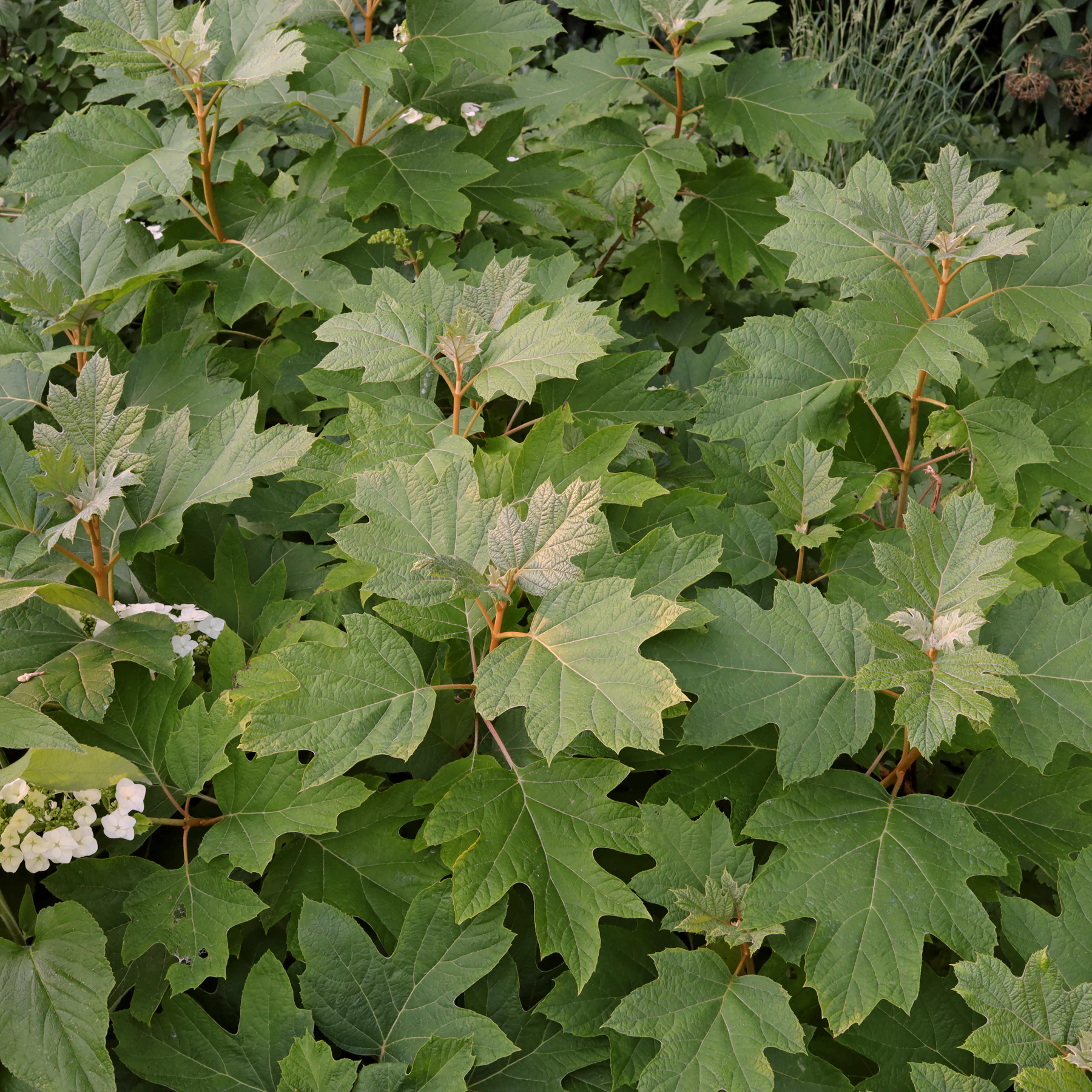 Hydrangea quercifolia