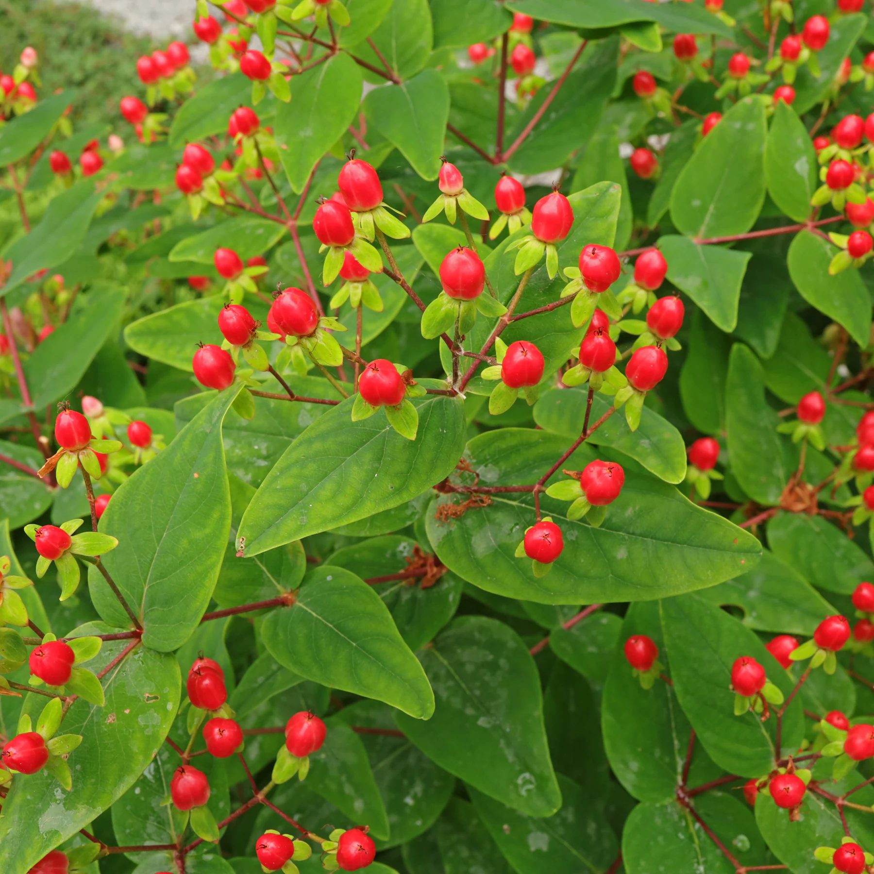 Hypericum ×inodorum