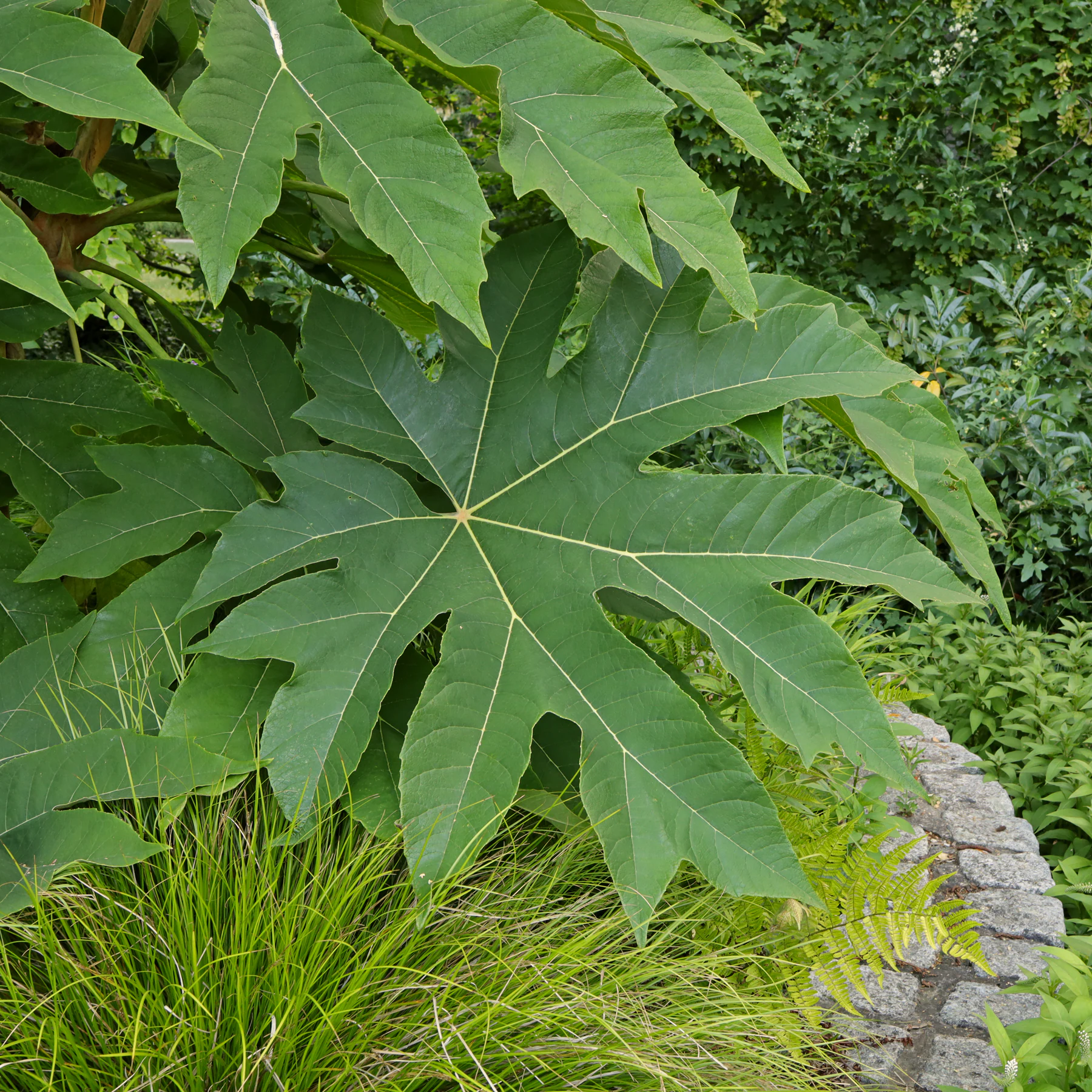 Tetrapanax papyrifer