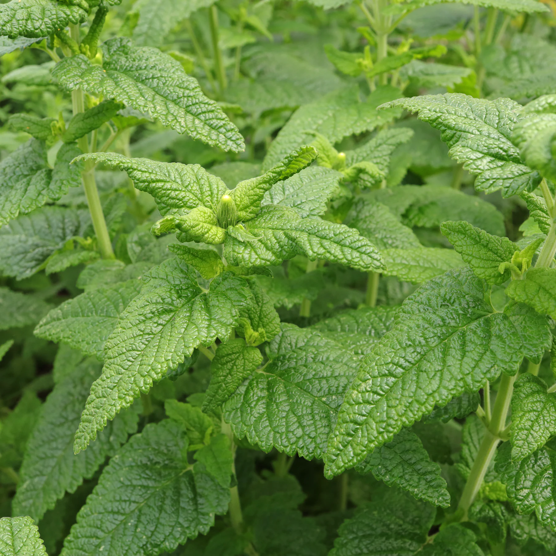 Teucrium hircanicum