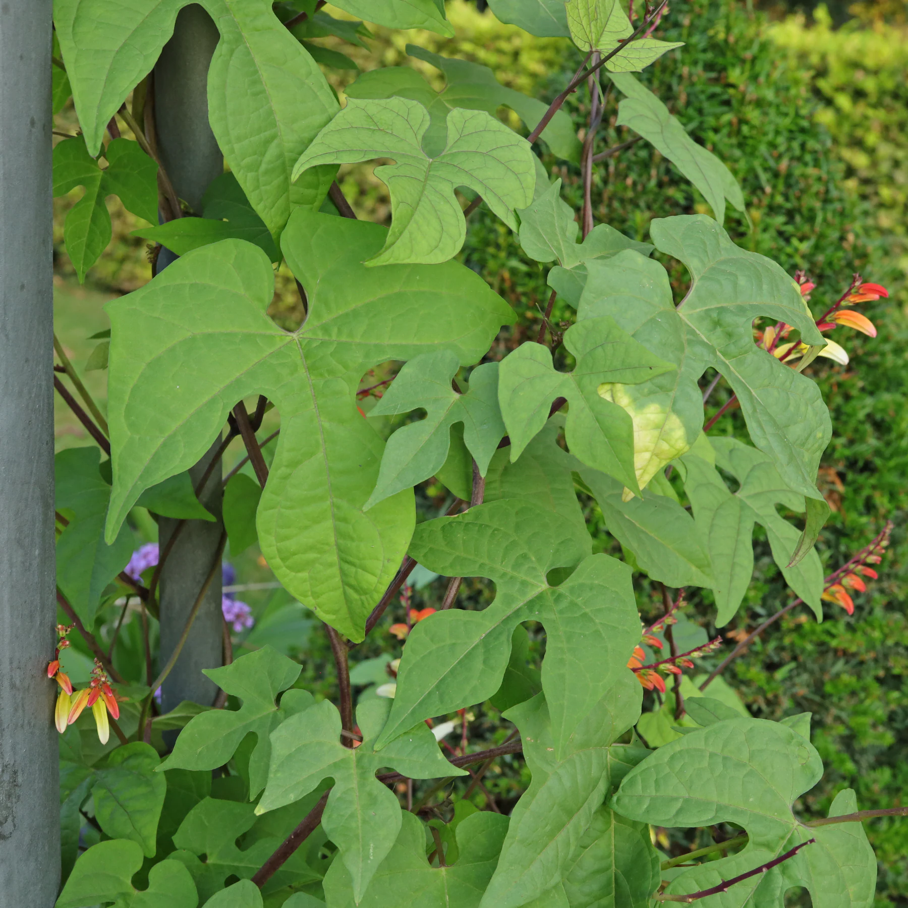 Ipomoea lobata