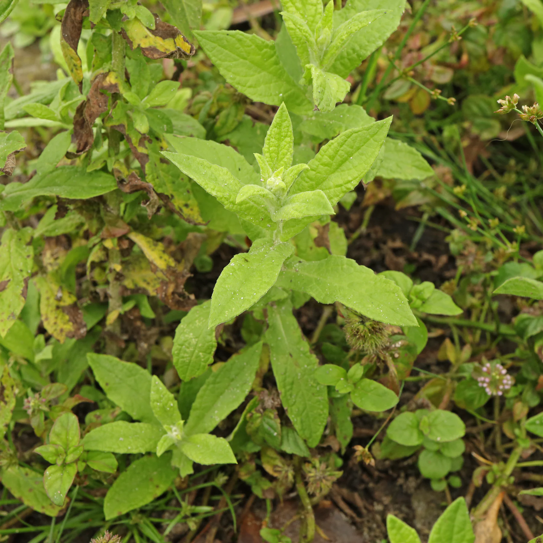 Pulicaria dysenterica